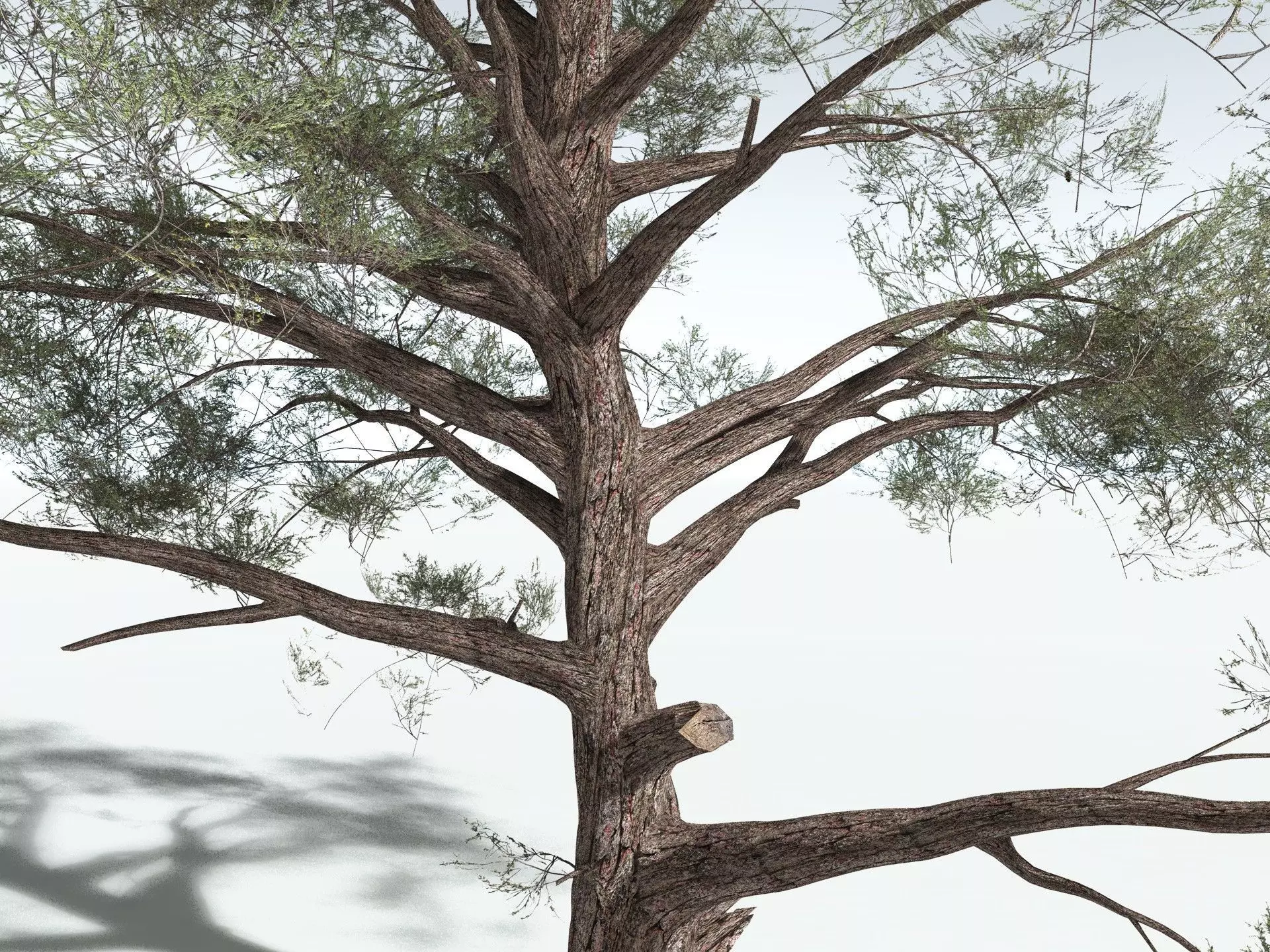 EVERYPlant Single-Leaf Pinyon 3D model_15