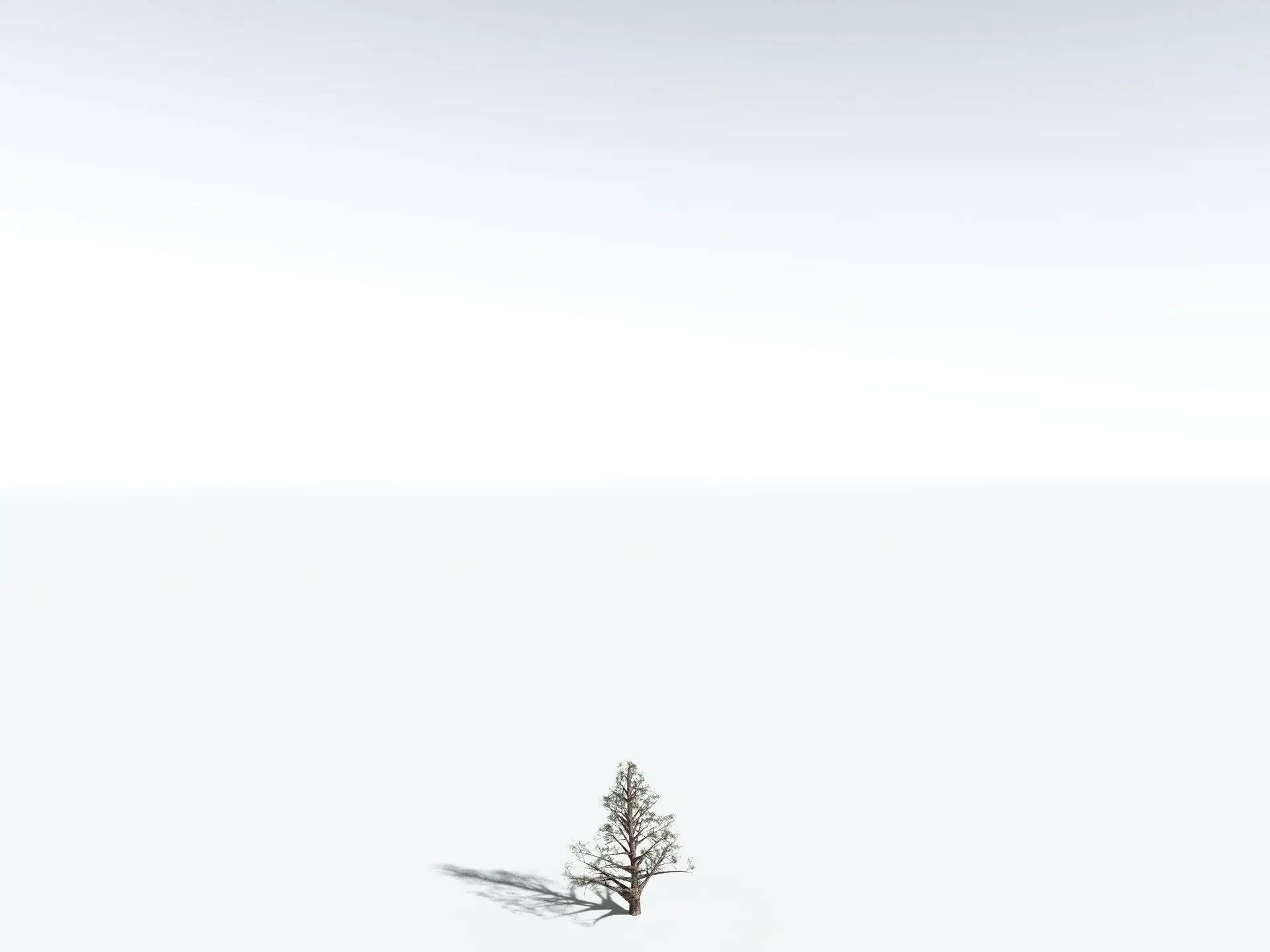 EVERYPlant Single-Leaf Pinyon 3D model_26