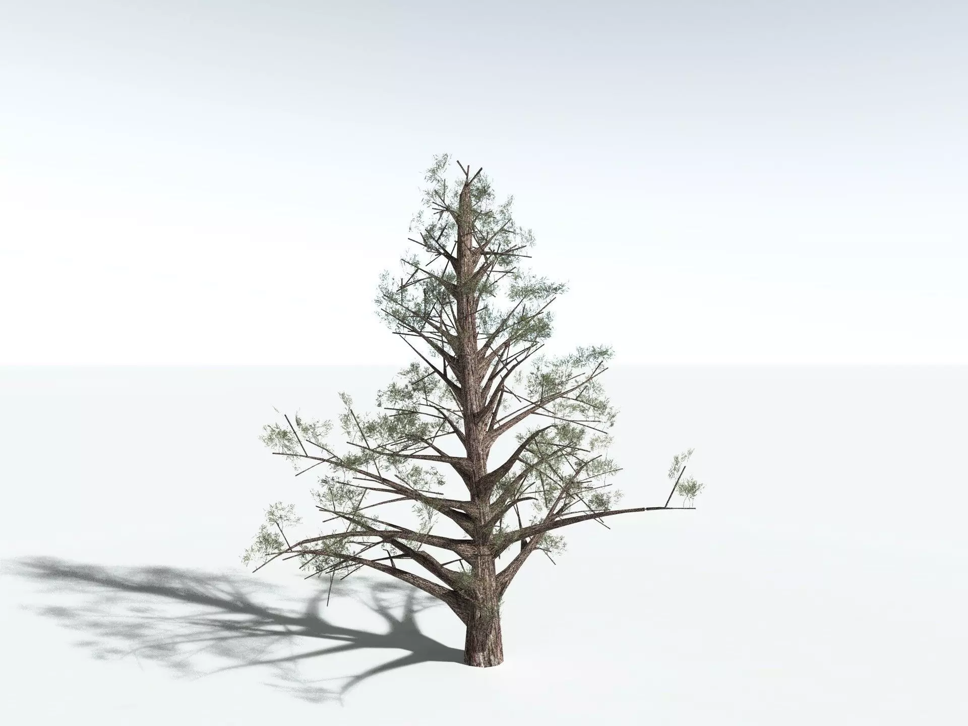 EVERYPlant Single-Leaf Pinyon 3D model_27