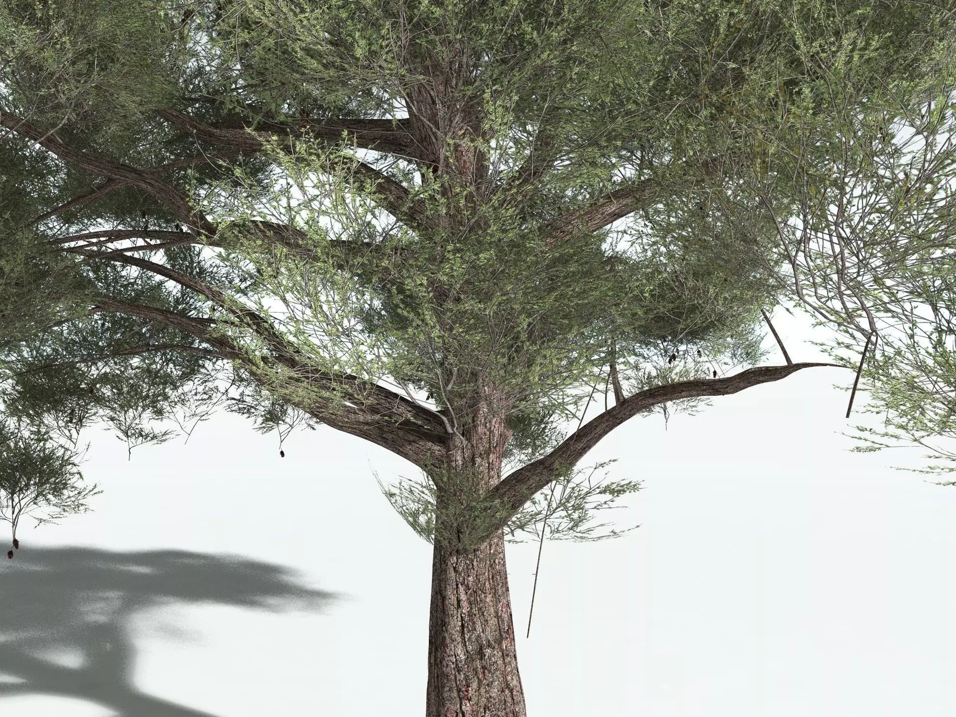 EVERYPlant Single-Leaf Pinyon 3D model_7