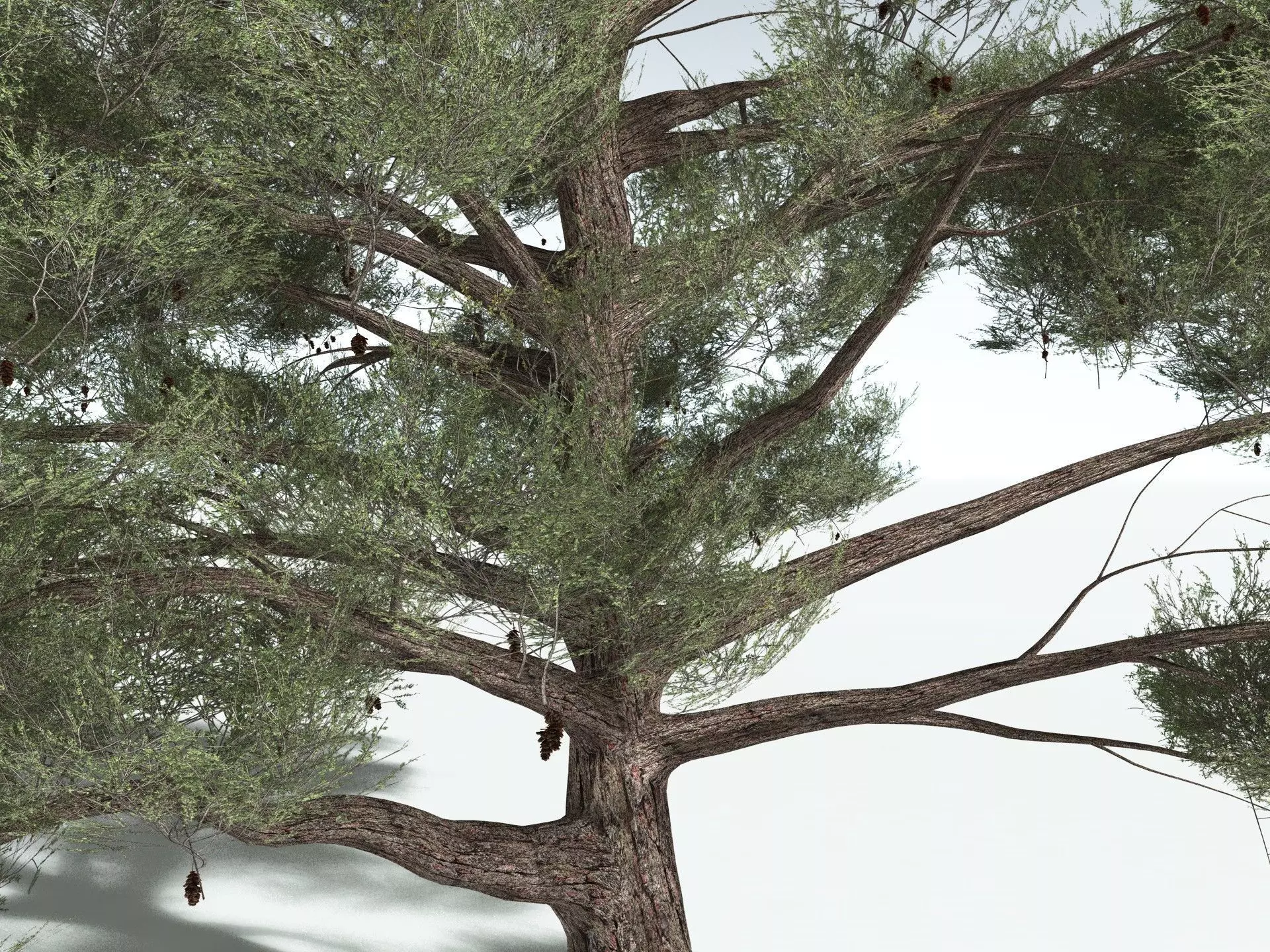 EVERYPlant Single-Leaf Pinyon 3D model_21