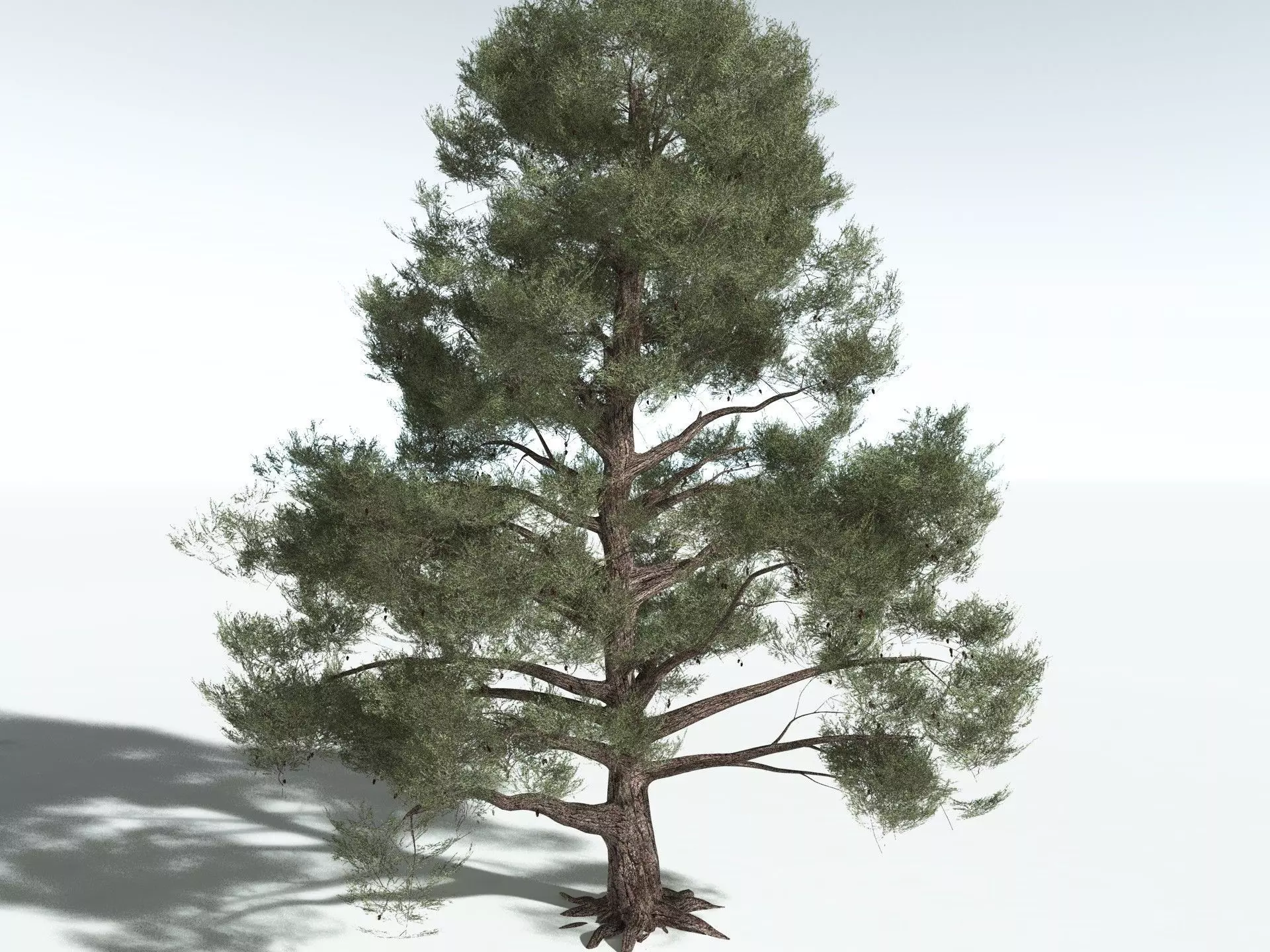 EVERYPlant Single-Leaf Pinyon 3D model_20