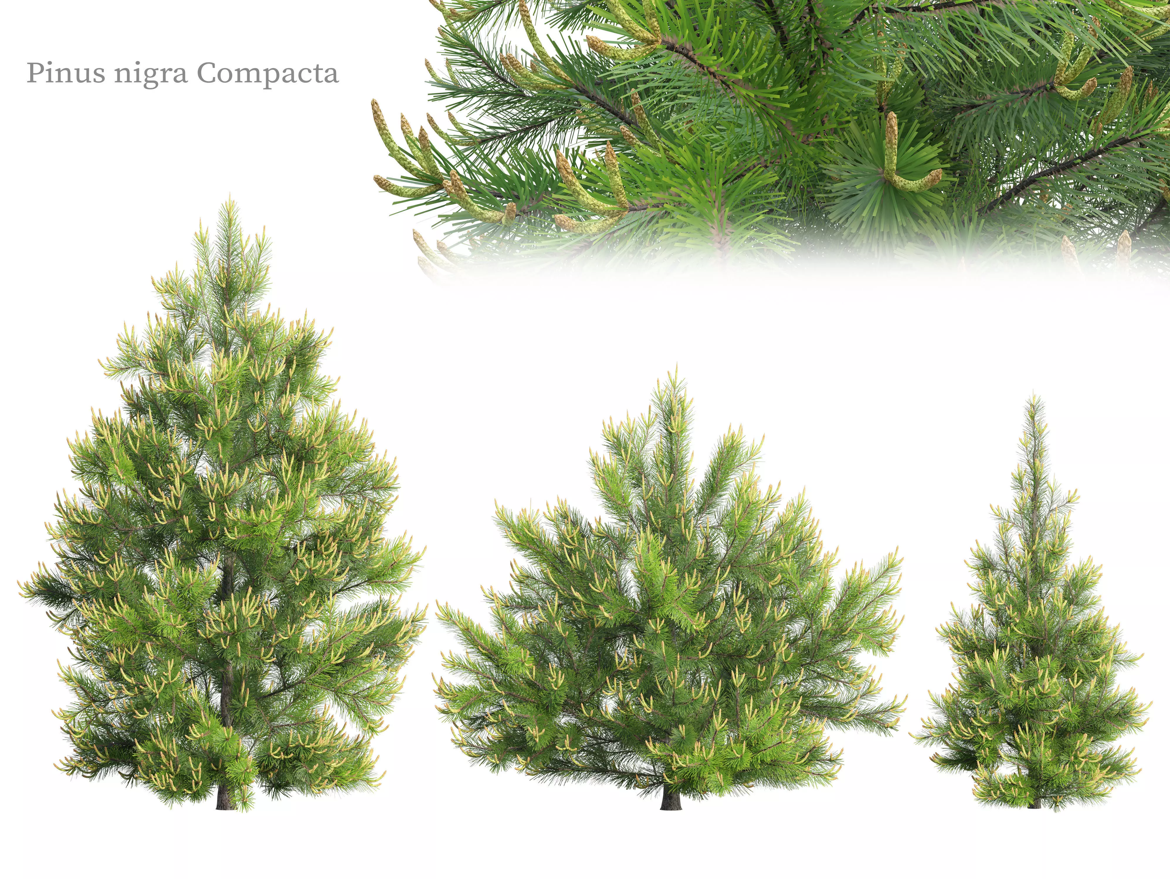 Pinus Nigra 3D model