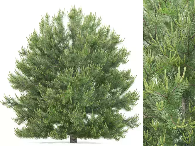 Pinus Nigra 02