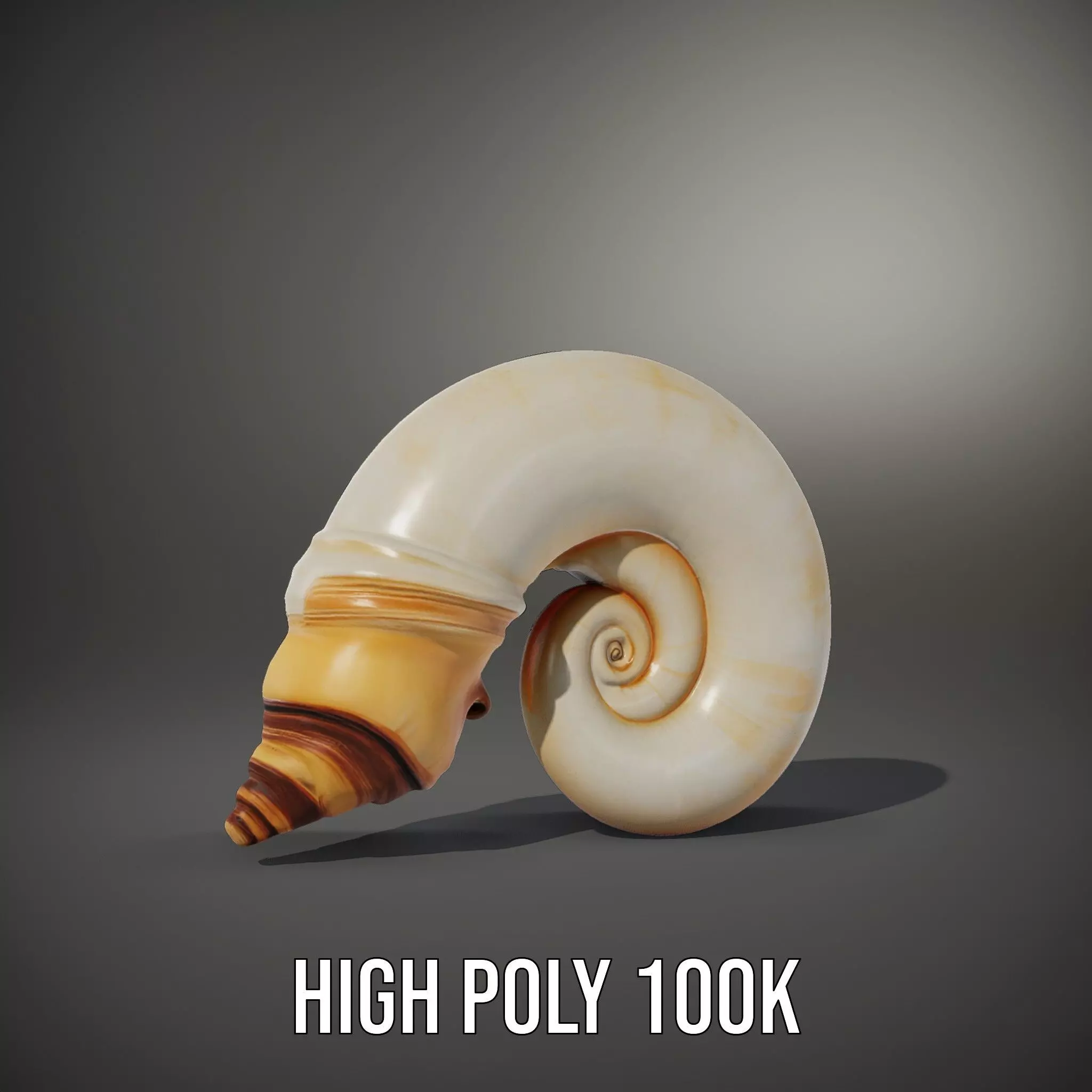 Seashell Spiral model pack Low-poly 3D model_9