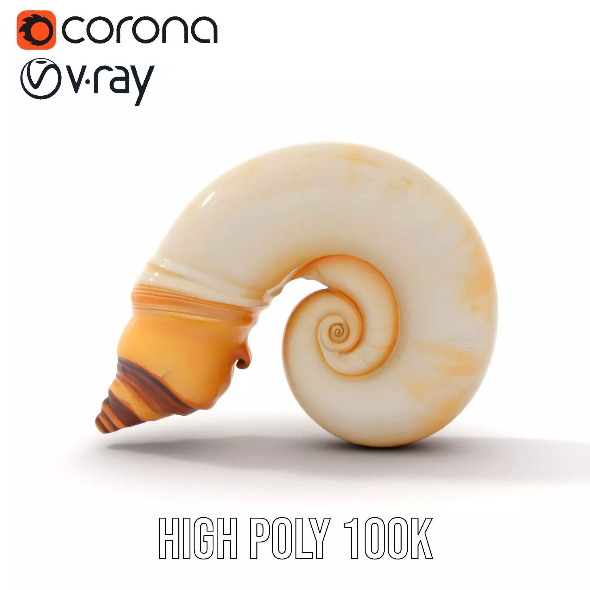 Seashell Spiral model pack Low-poly 3D model_29