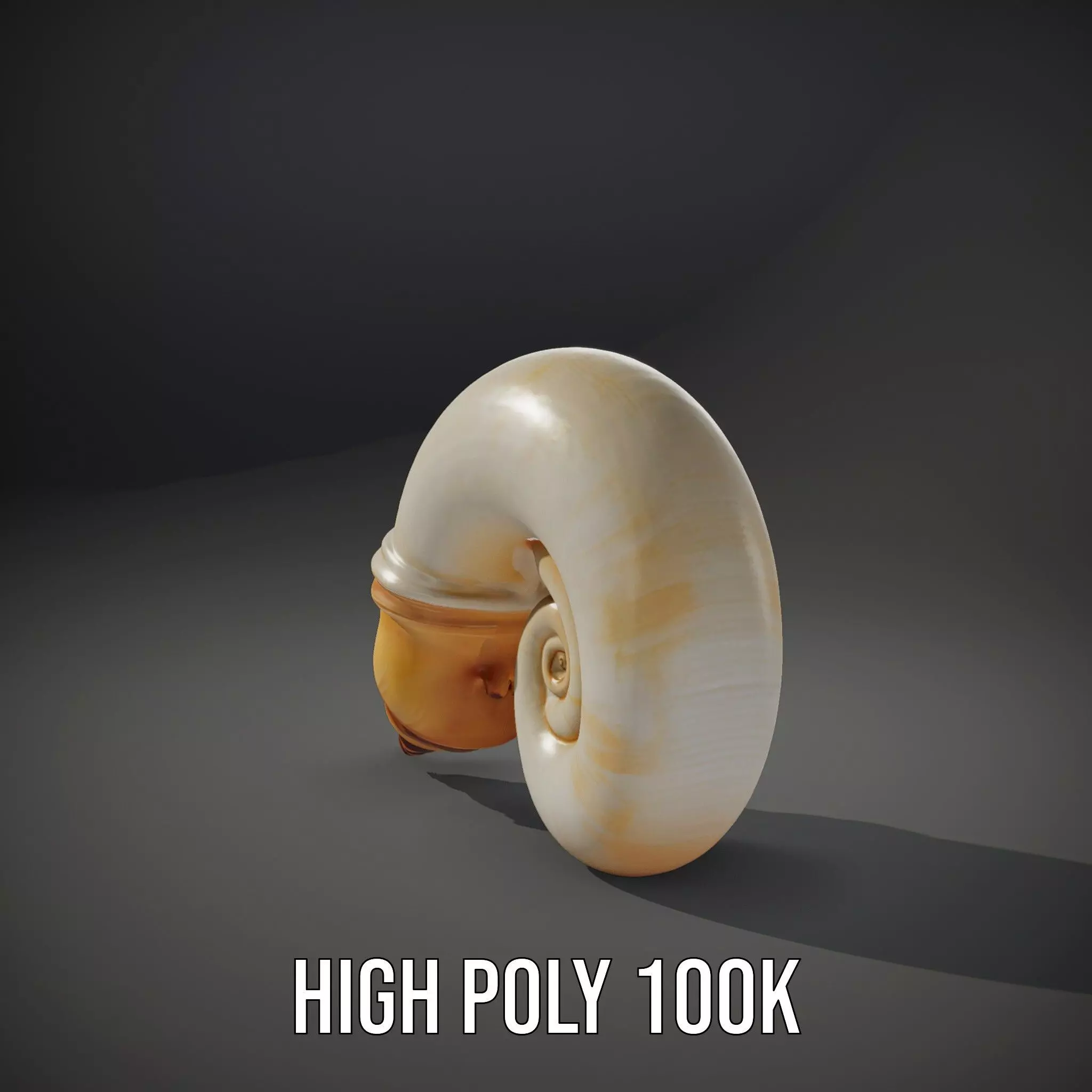 Seashell Spiral model pack Low-poly 3D model_11