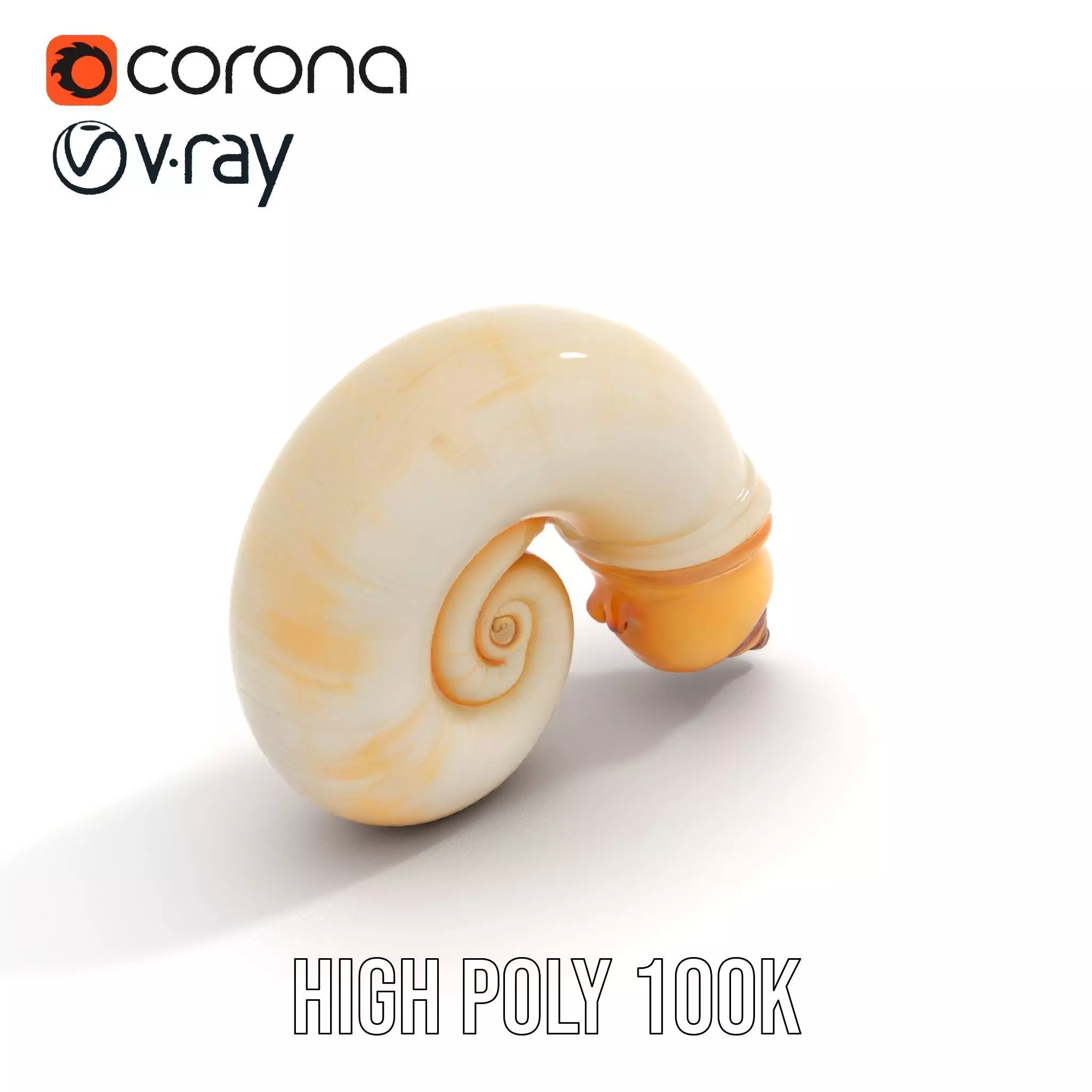 Seashell Spiral model pack Low-poly 3D model_26
