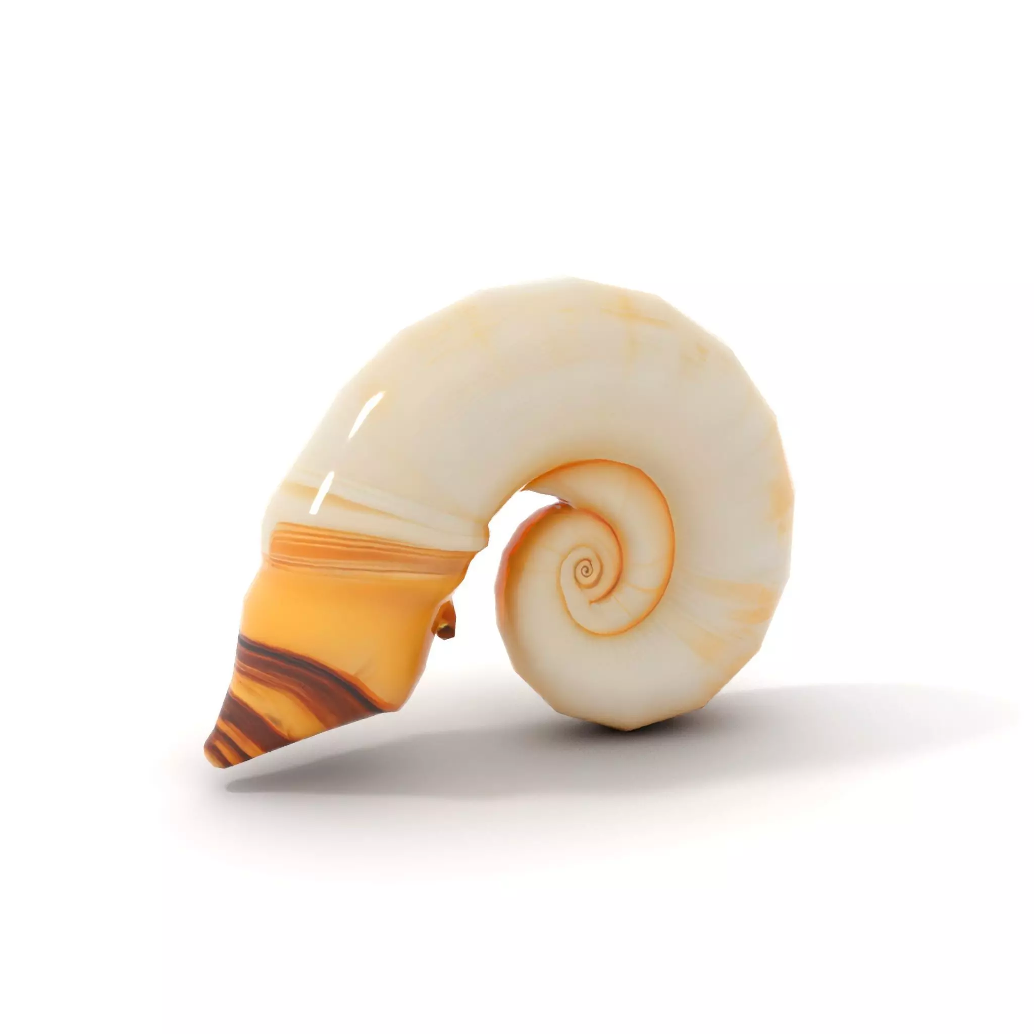 Seashell Spiral model pack Low-poly 3D model_21