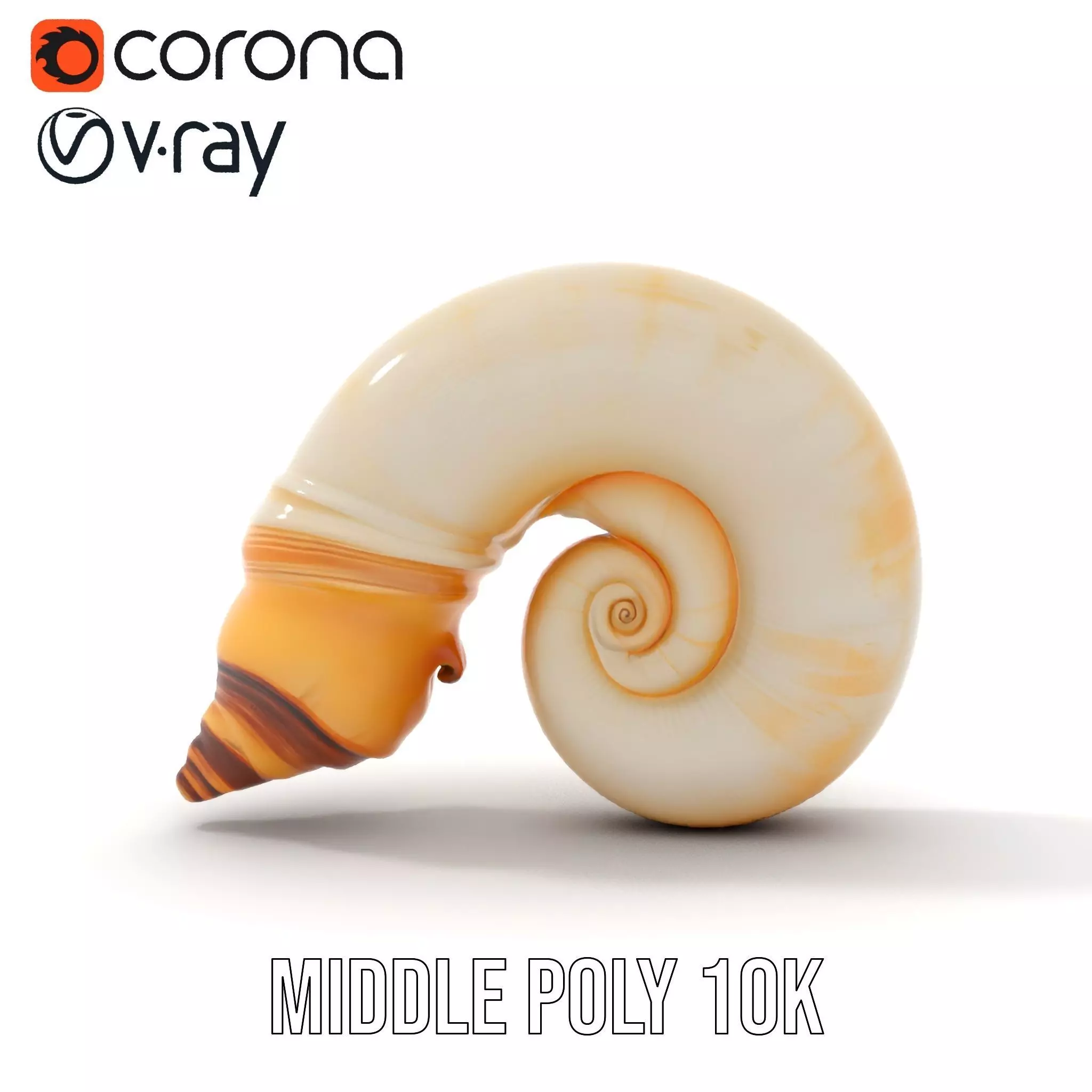 Seashell Spiral model pack Low-poly 3D model_6