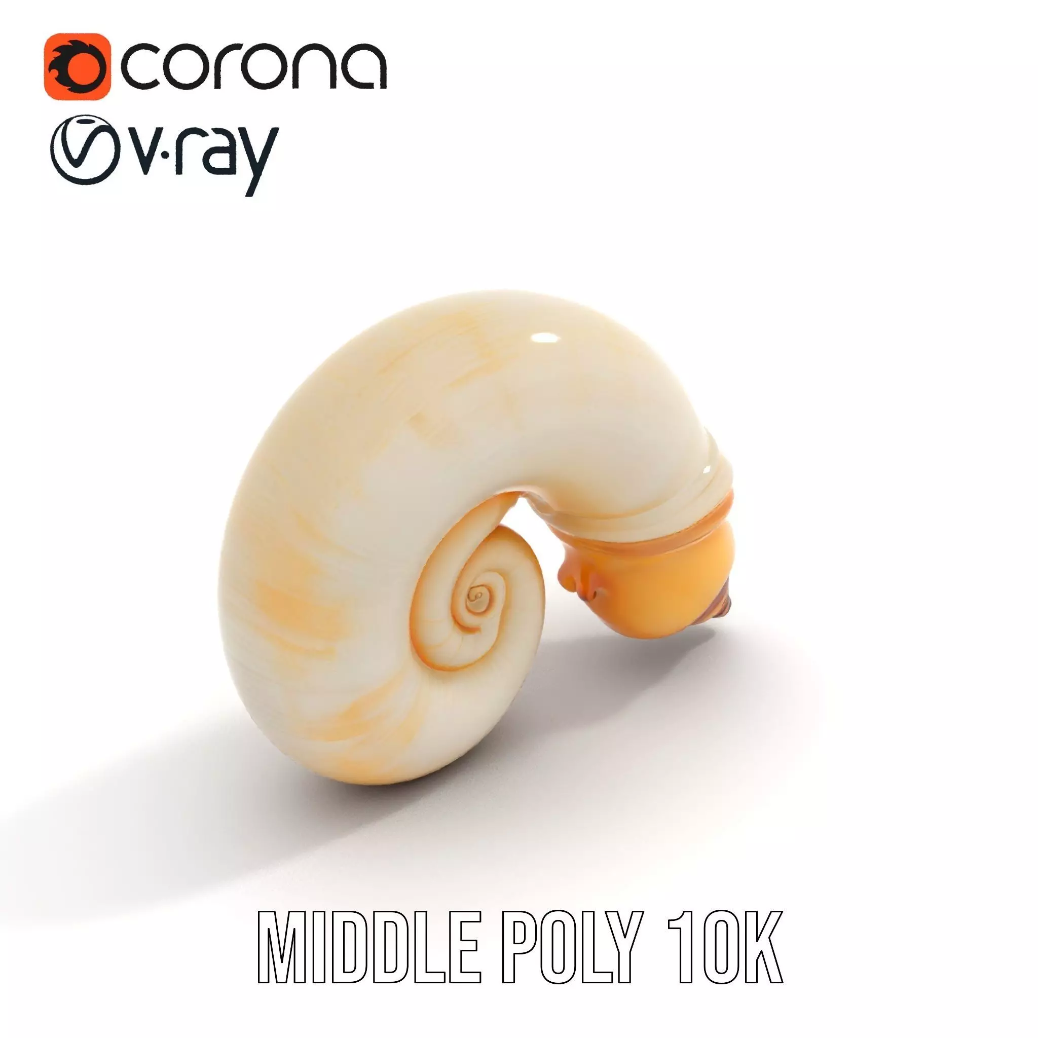 Seashell Spiral model pack Low-poly 3D model_14