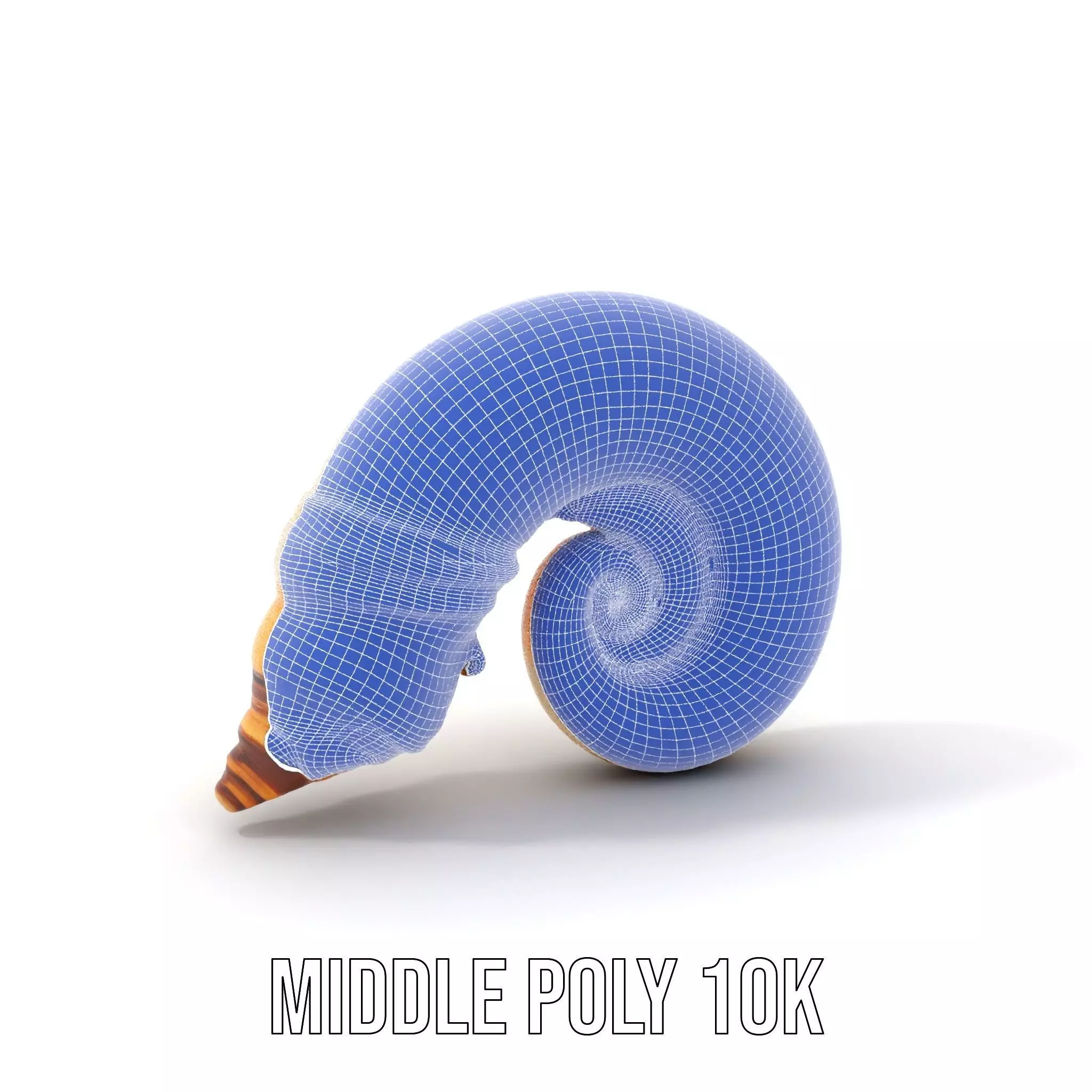 Seashell Spiral model pack Low-poly 3D model_12