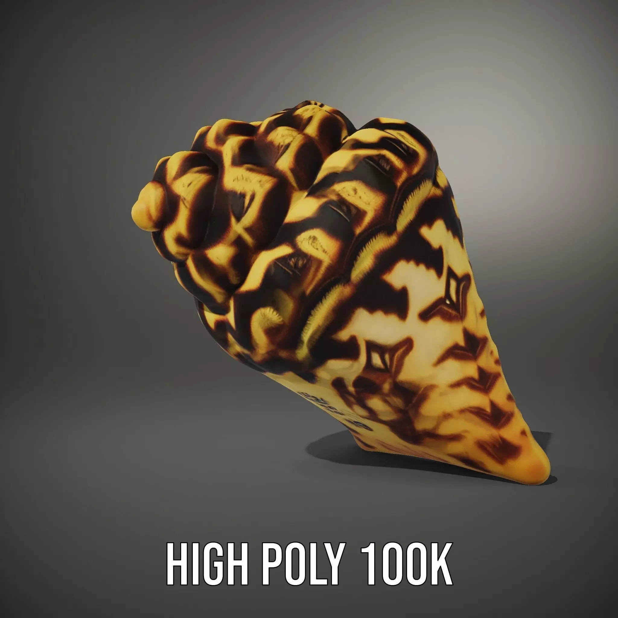 Patterned Seashell model pack Low-poly 3D model_11