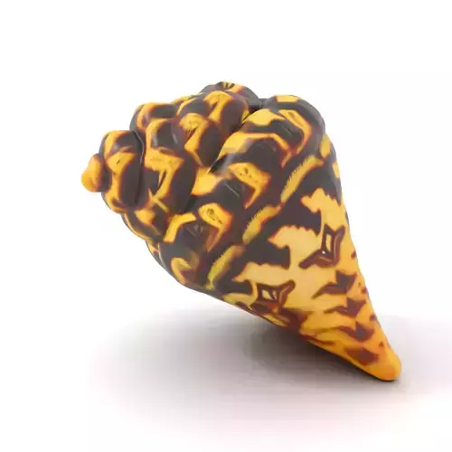 Patterned Seashell model pack Low-poly 3D model Patterned Seashell model pack Low-poly 3D model