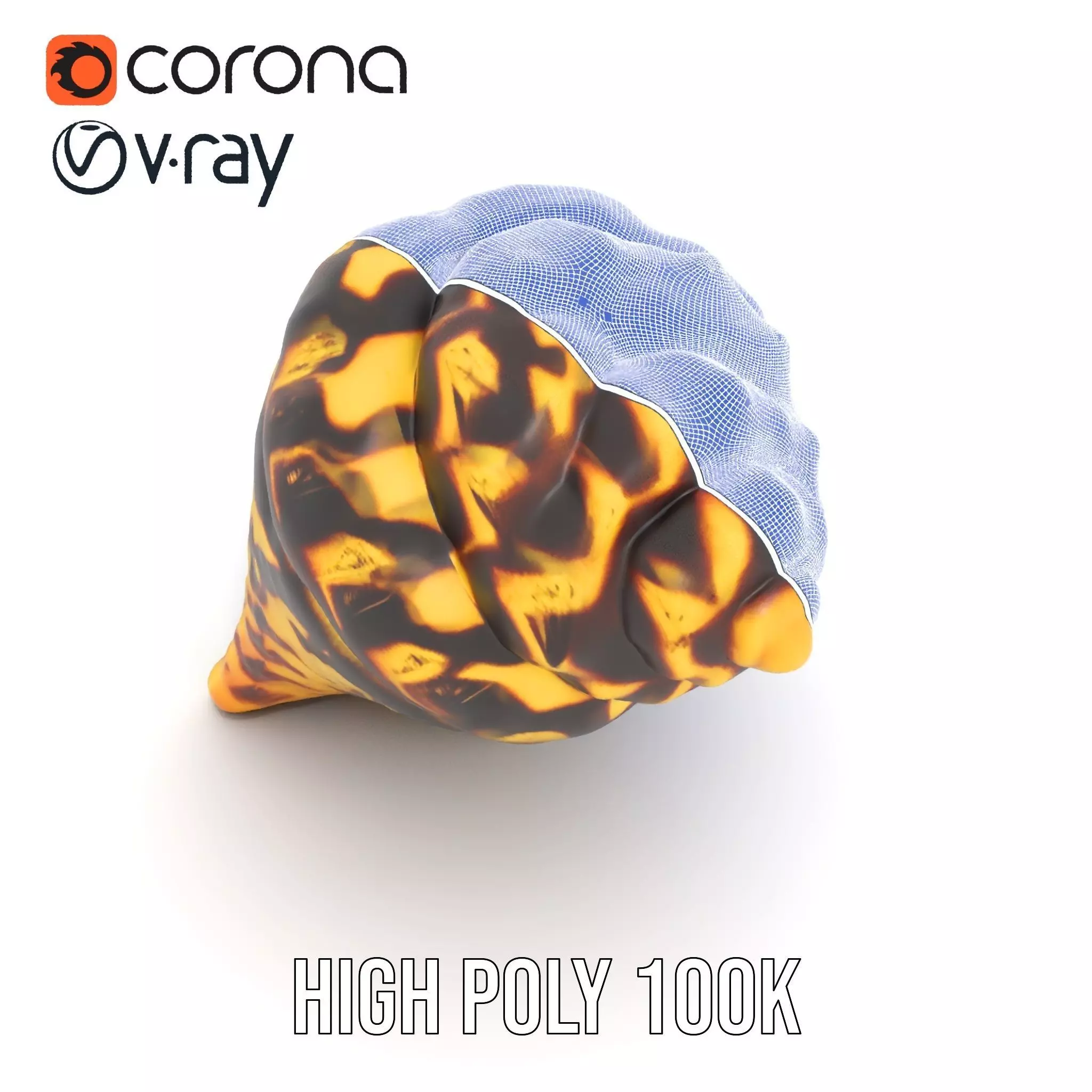 Patterned Seashell model pack Low-poly 3D model_24