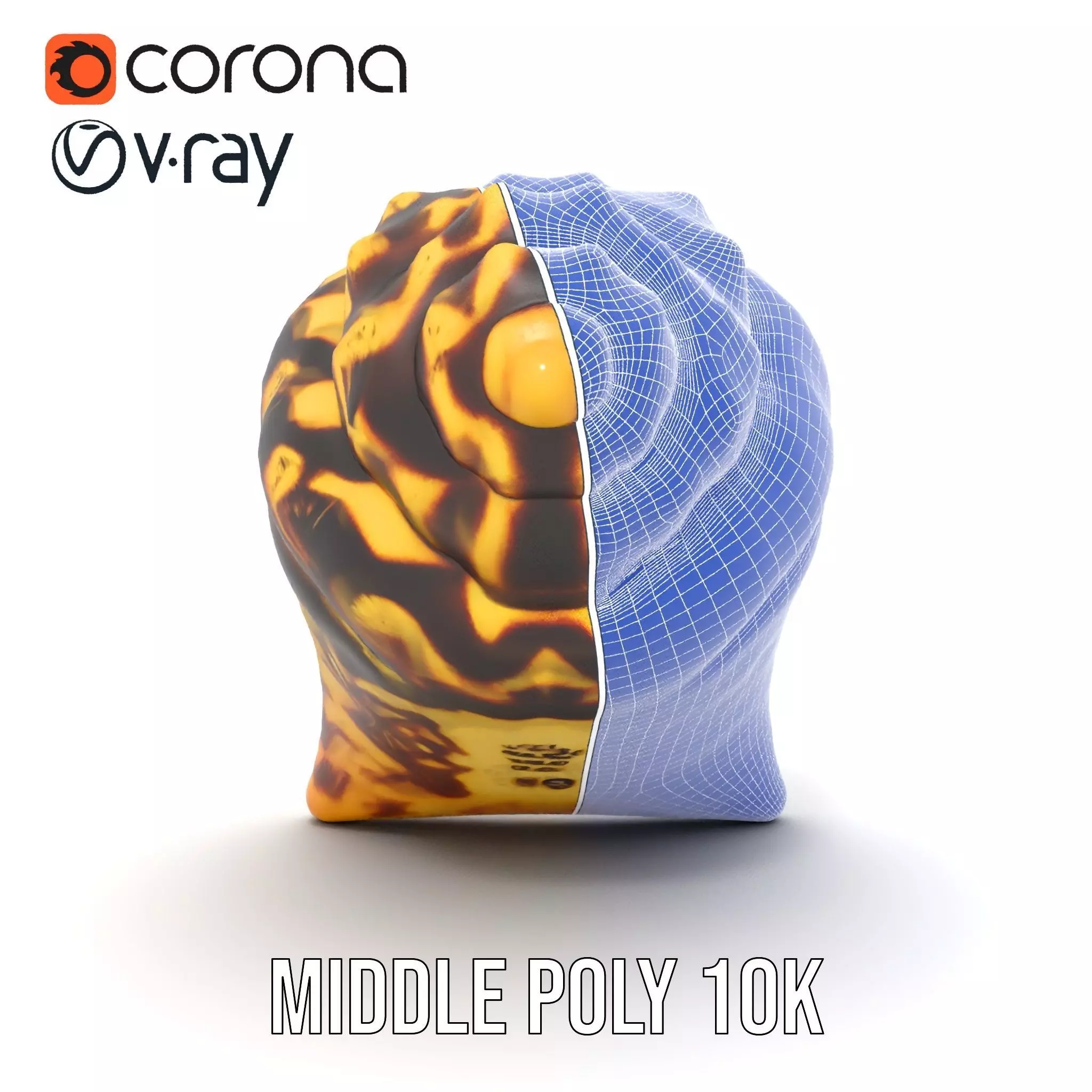 Patterned Seashell model pack Low-poly 3D model_28