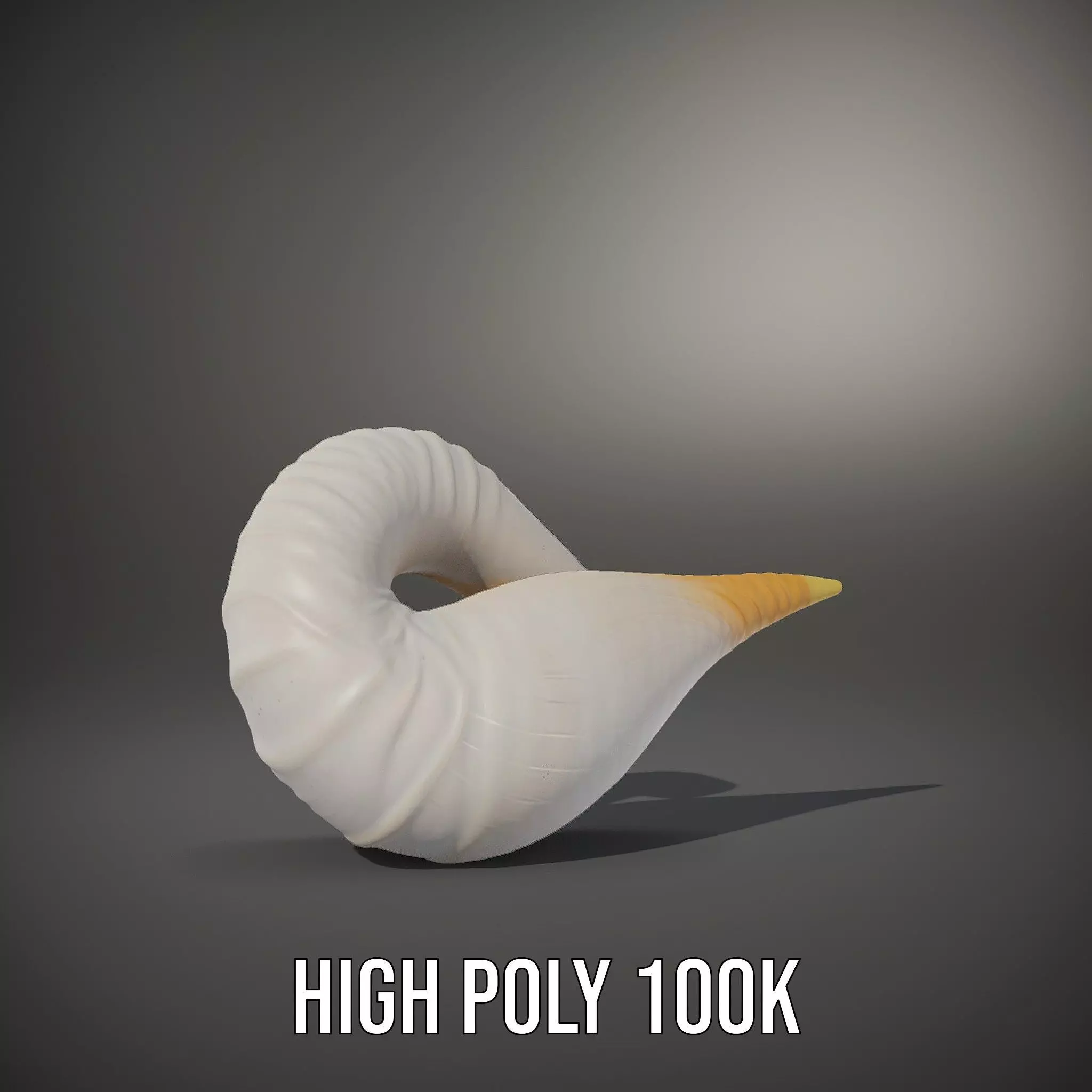 Elegant Spiral Seashell model pack Low-poly 3D model_11