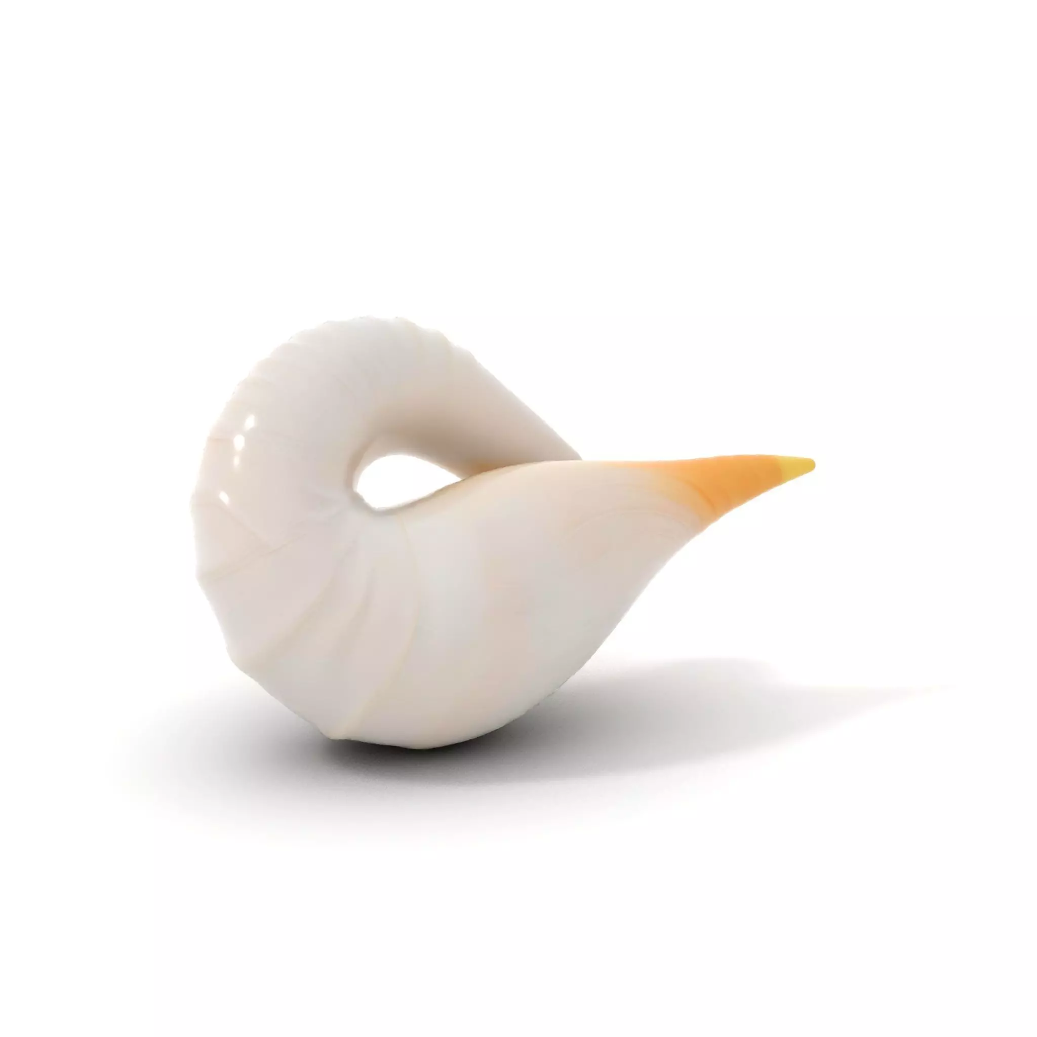 Elegant Spiral Seashell model pack Low-poly 3D model_14