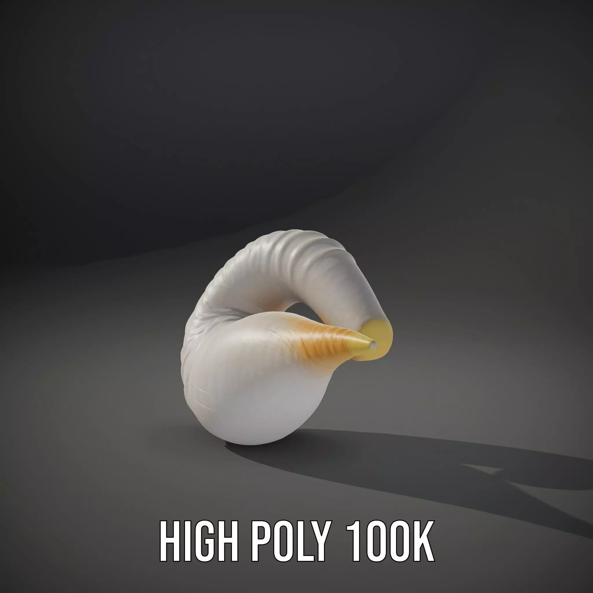 Elegant Spiral Seashell model pack Low-poly 3D model_9