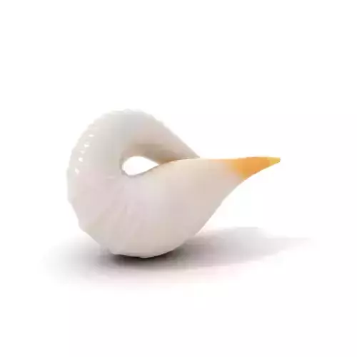 Elegant Spiral Seashell model pack Low-poly 3D model Elegant Spiral Seashell model pack Low-poly 3D model