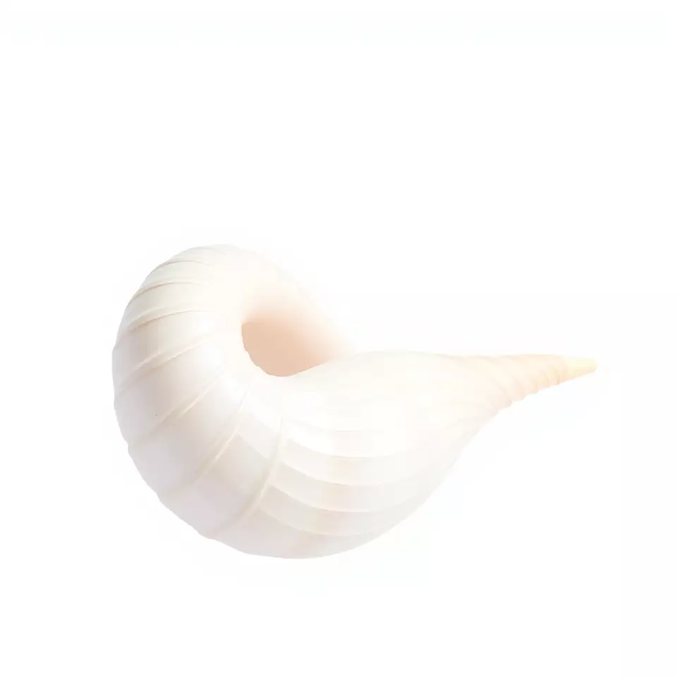 Elegant Spiral Seashell model pack Low-poly 3D model_3