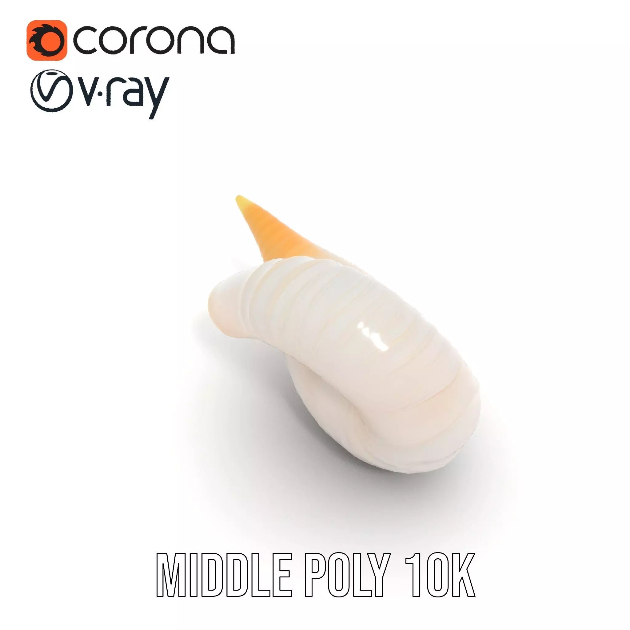 Elegant Spiral Seashell model pack Low-poly 3D model_7