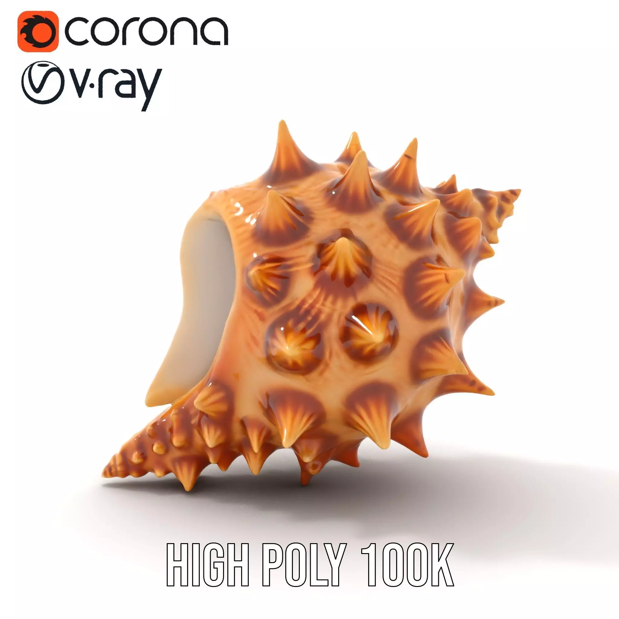 Spiny Conch Shell model pack Low-poly 3D model_21