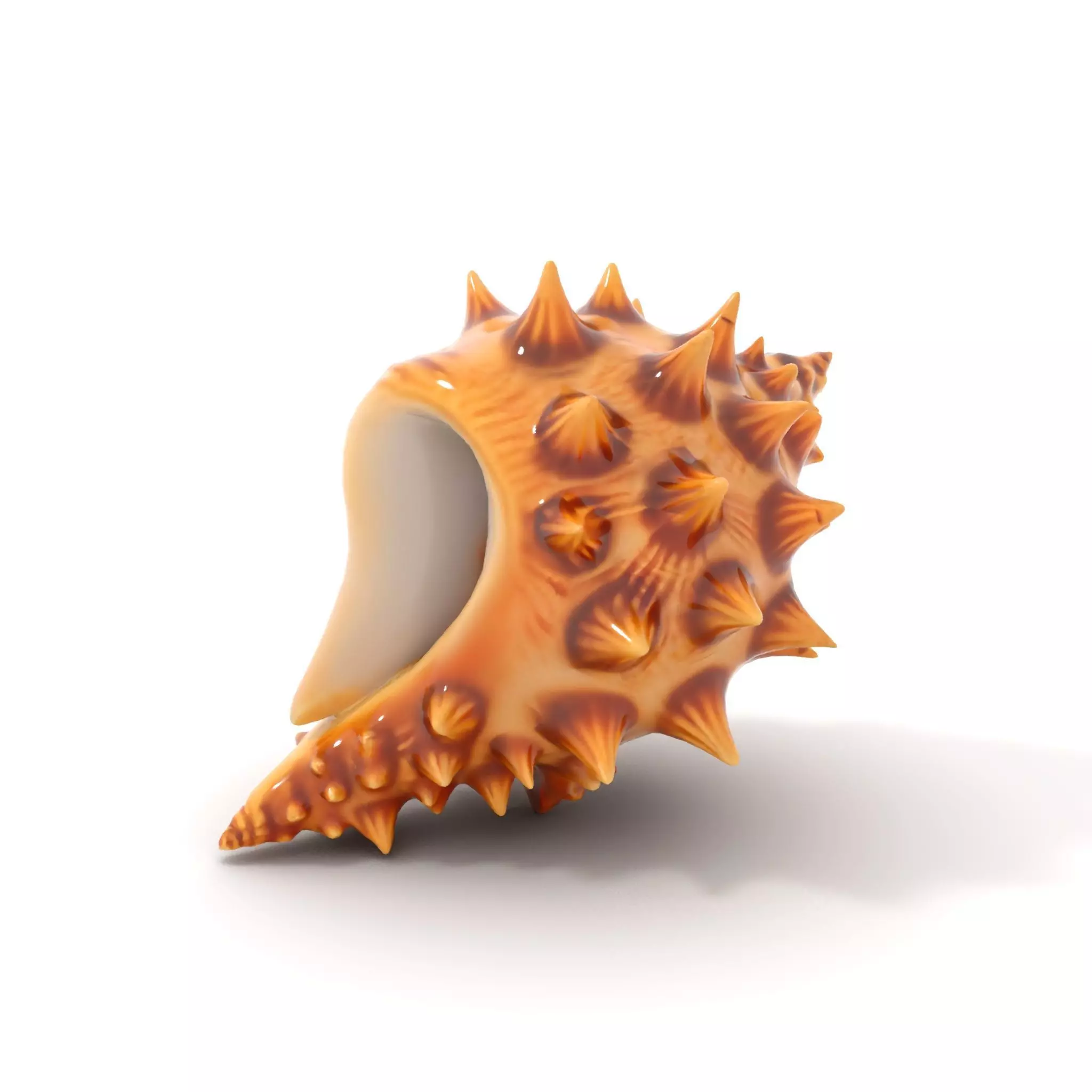 Spiny Conch Shell model pack Low-poly 3D model_6