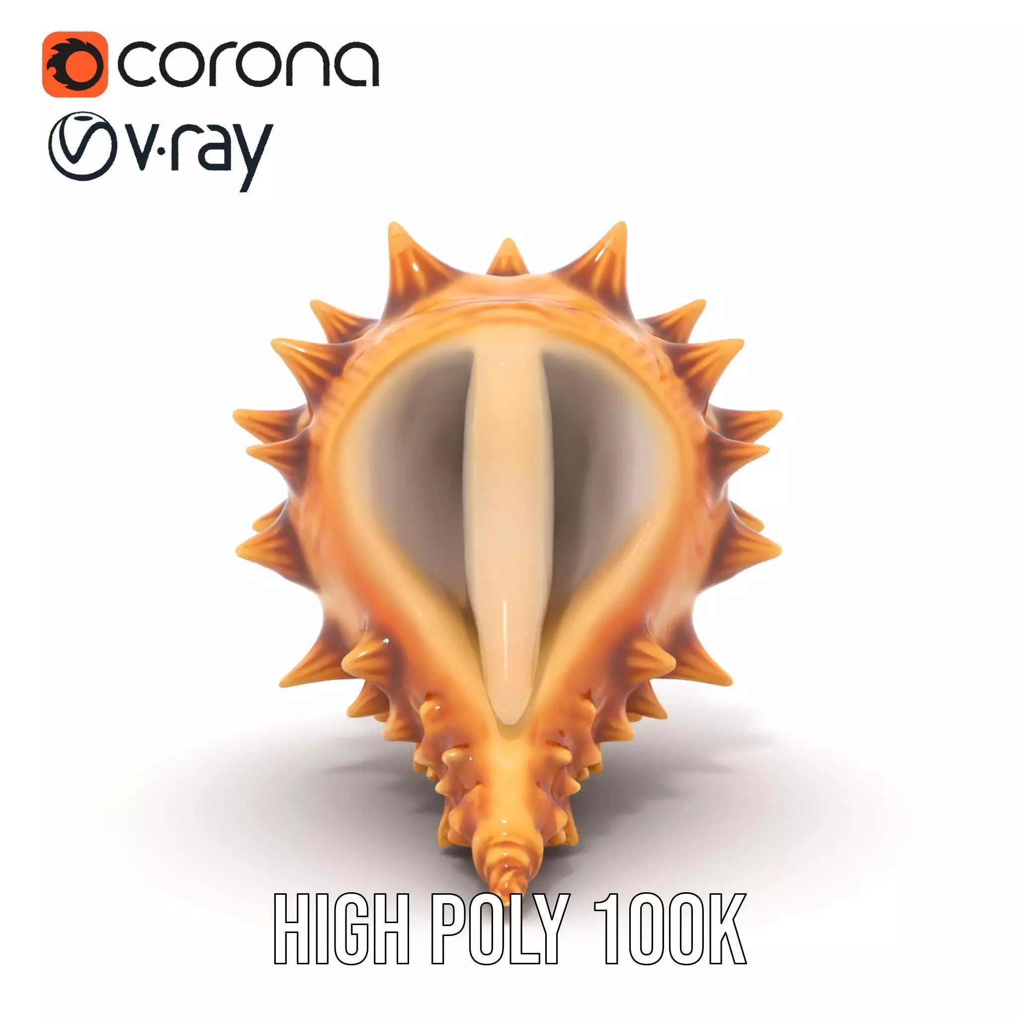 Spiny Conch Shell model pack Low-poly 3D model_29