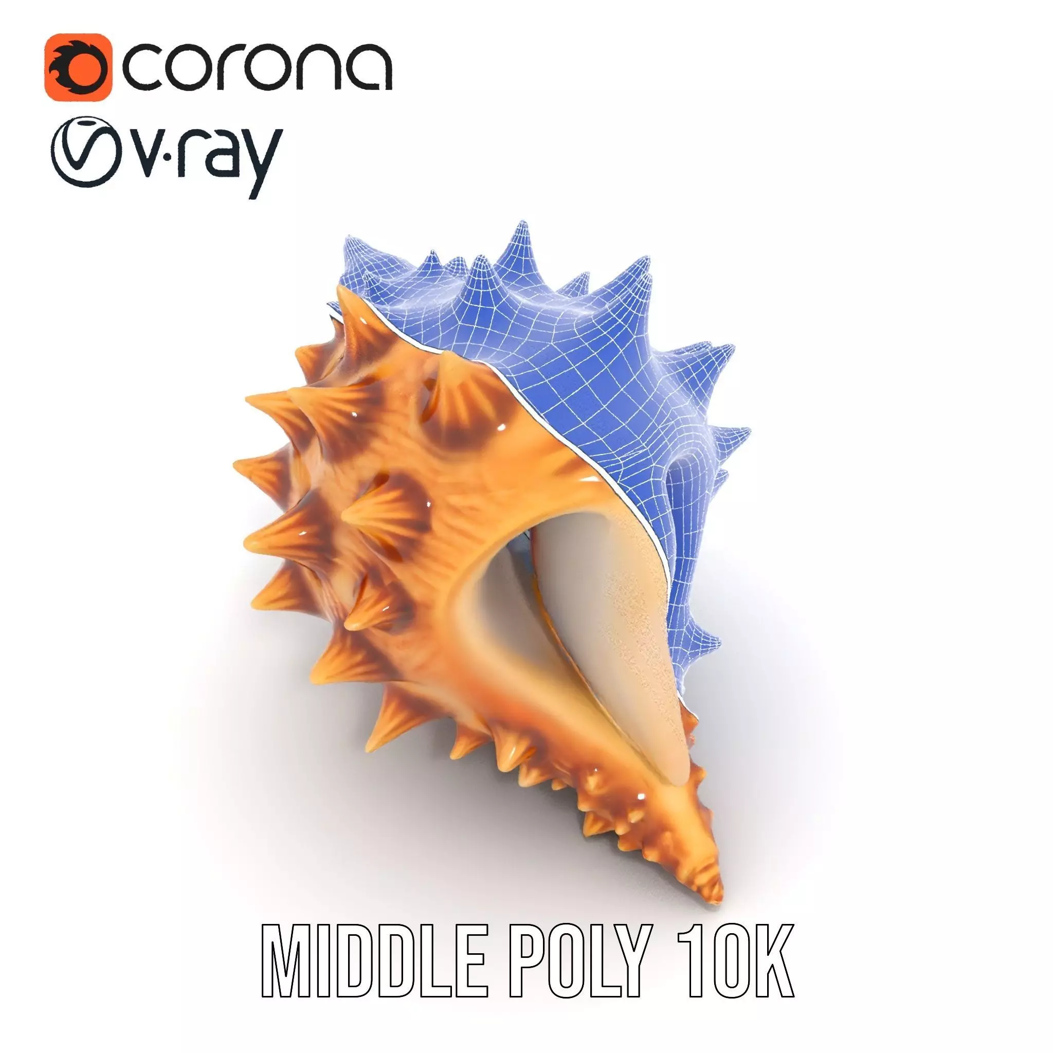 Spiny Conch Shell model pack Low-poly 3D model_25