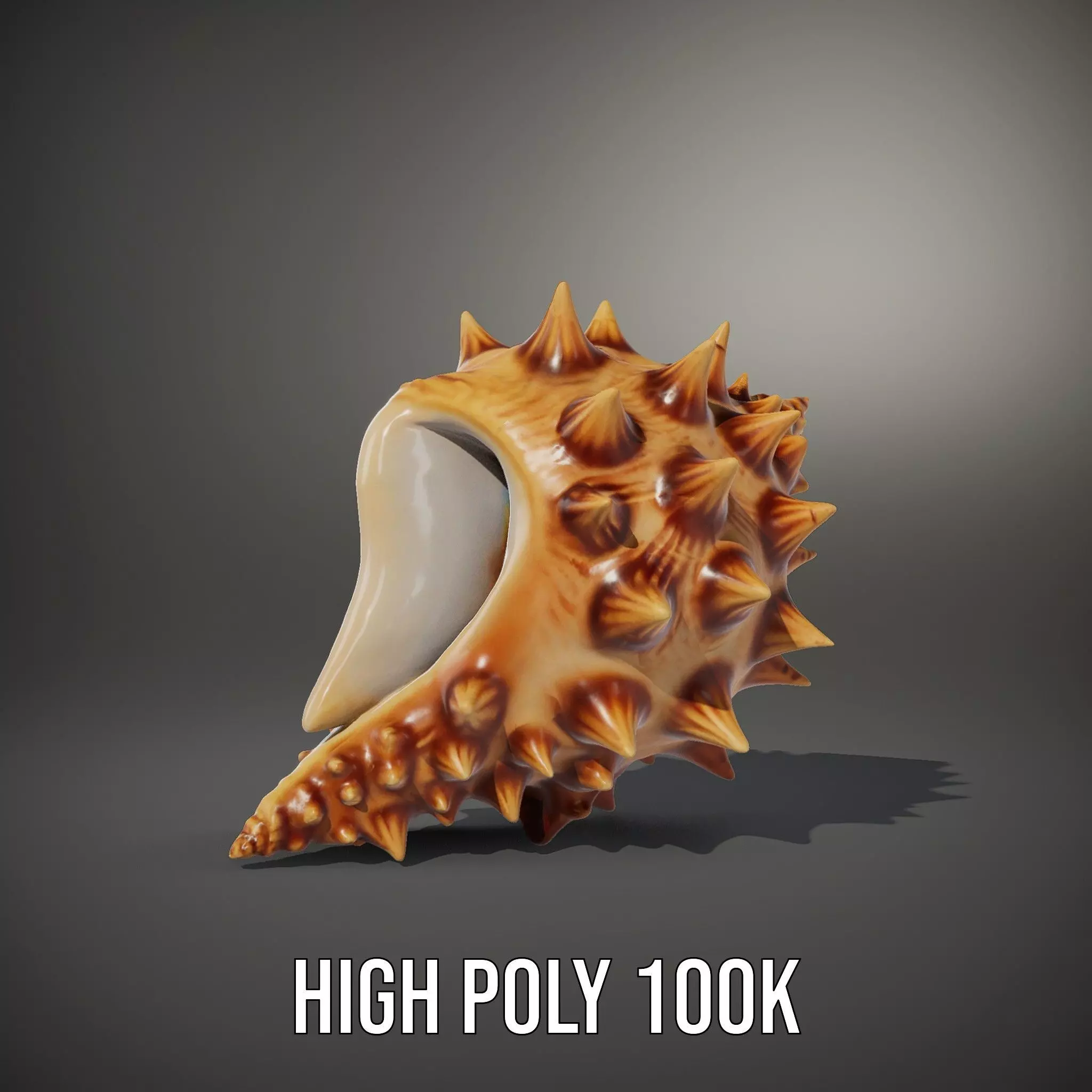 Spiny Conch Shell model pack Low-poly 3D model_11