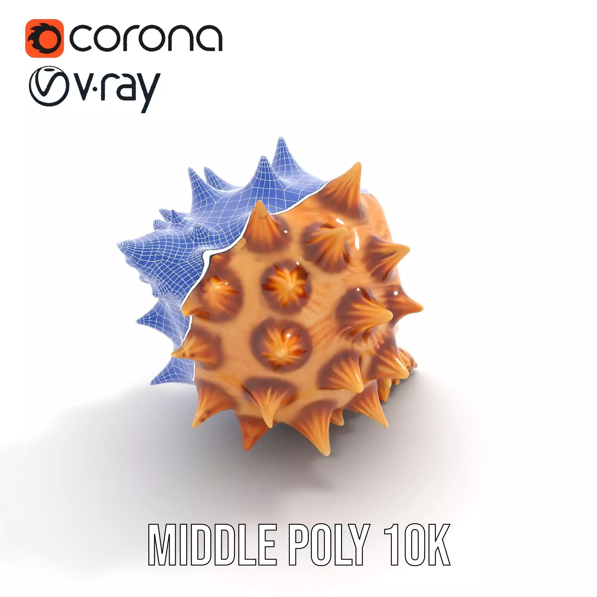 Spiny Conch Shell model pack Low-poly 3D model_22