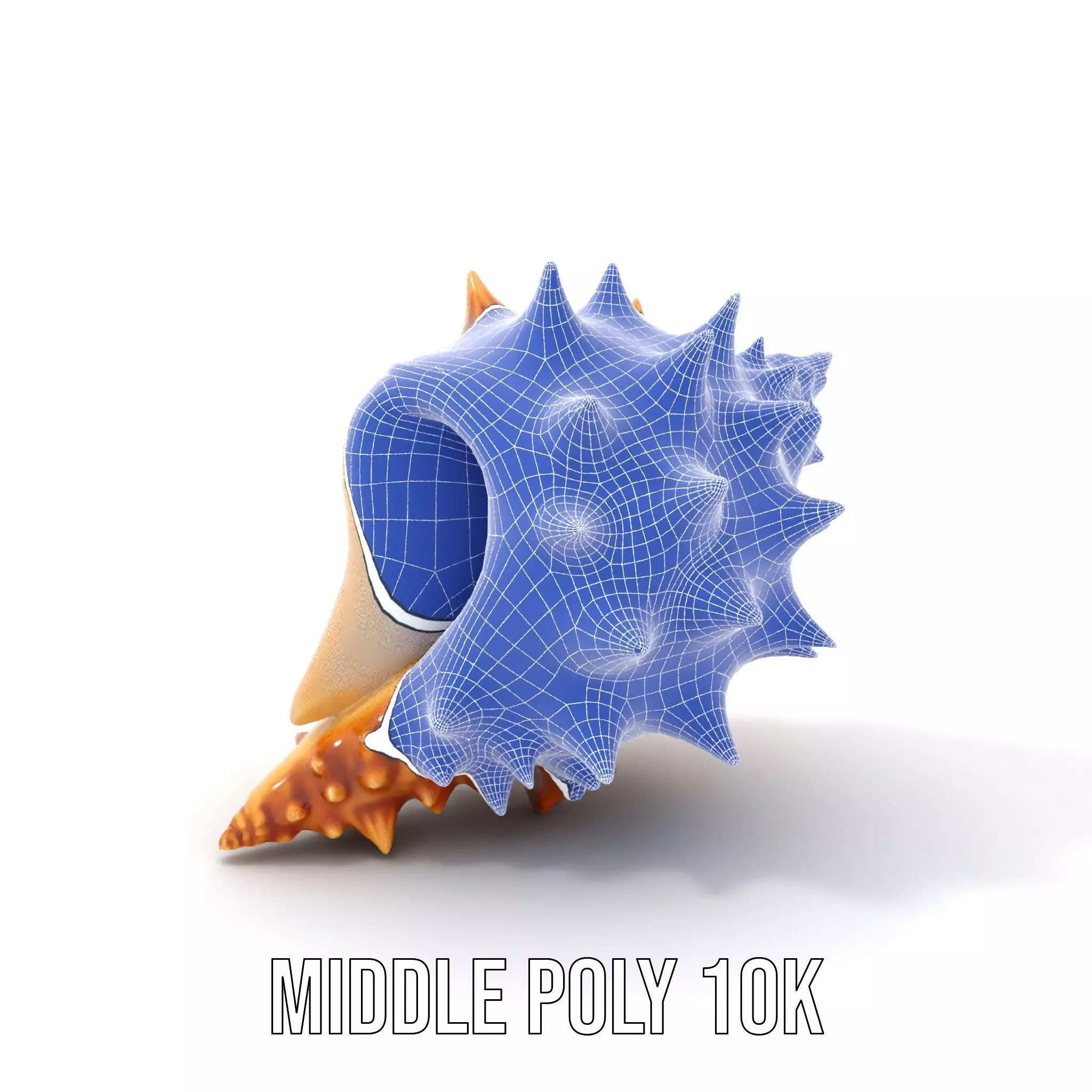 Spiny Conch Shell model pack Low-poly 3D model_12