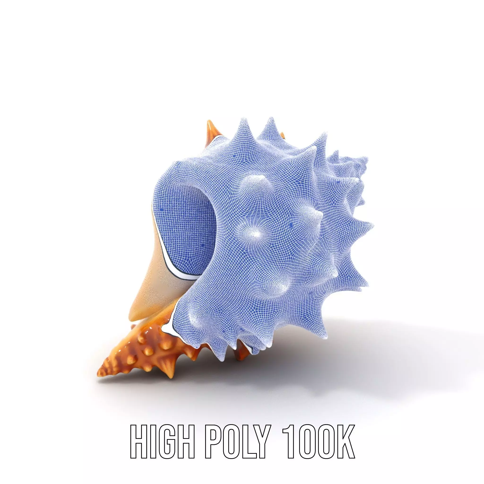 Spiny Conch Shell model pack Low-poly 3D model_5