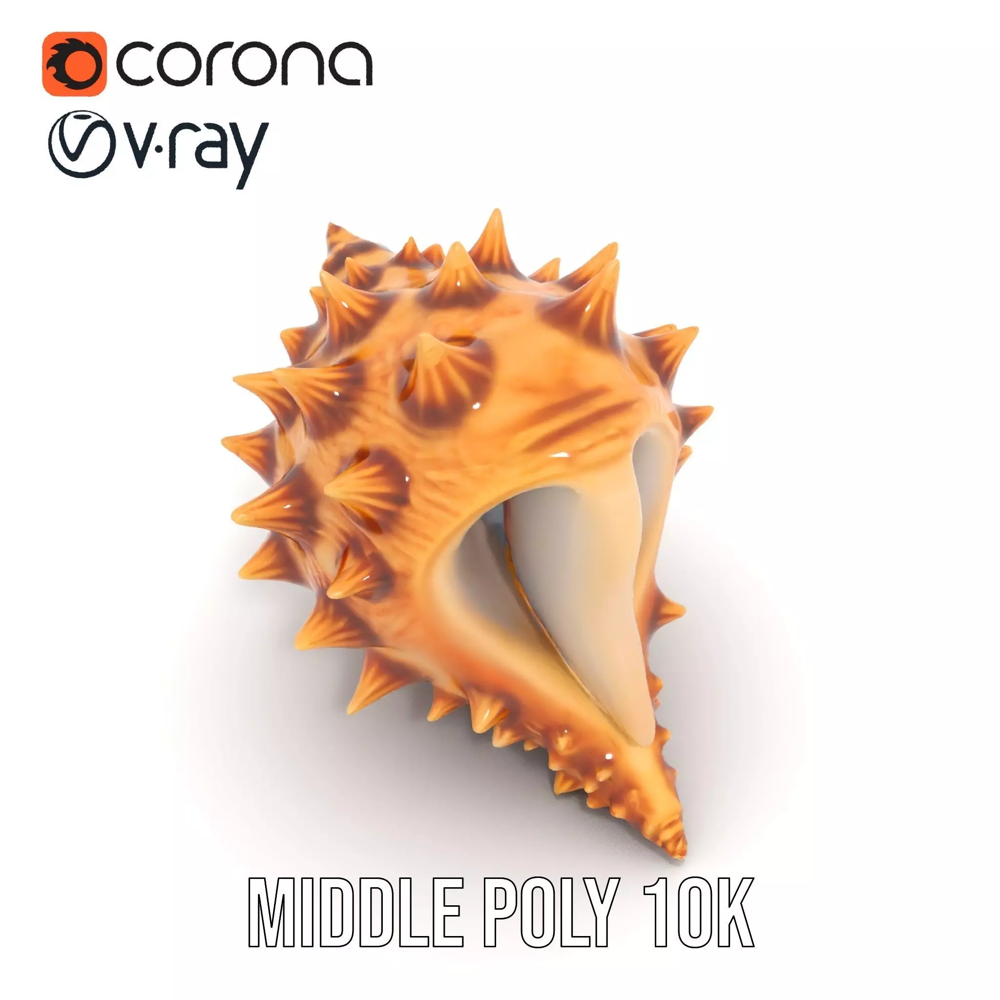 Spiny Conch Shell model pack Low-poly 3D model_7