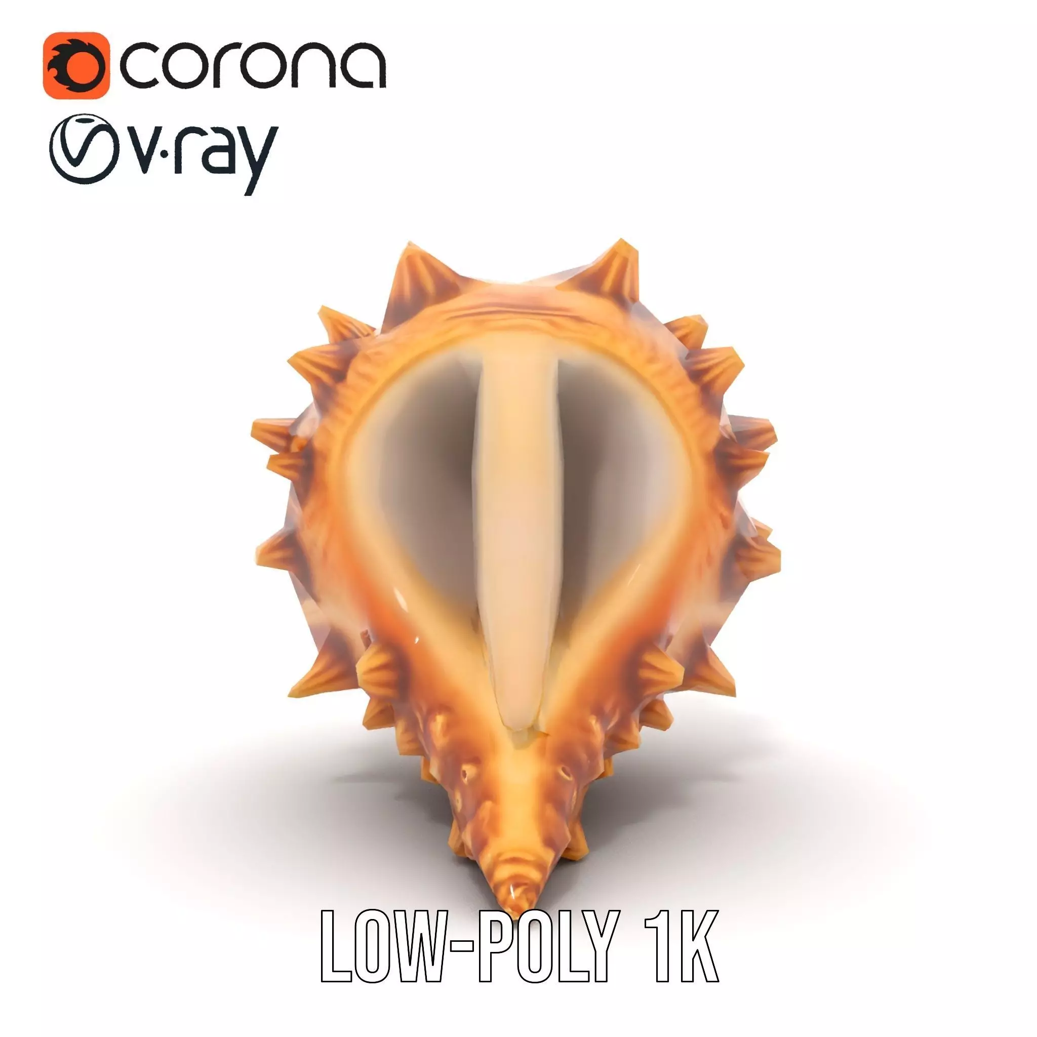 Spiny Conch Shell model pack Low-poly 3D model_8