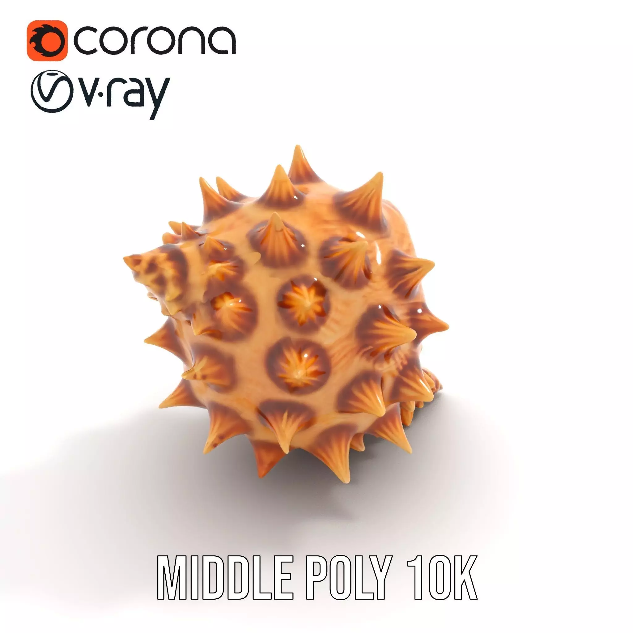 Spiny Conch Shell model pack Low-poly 3D model_17