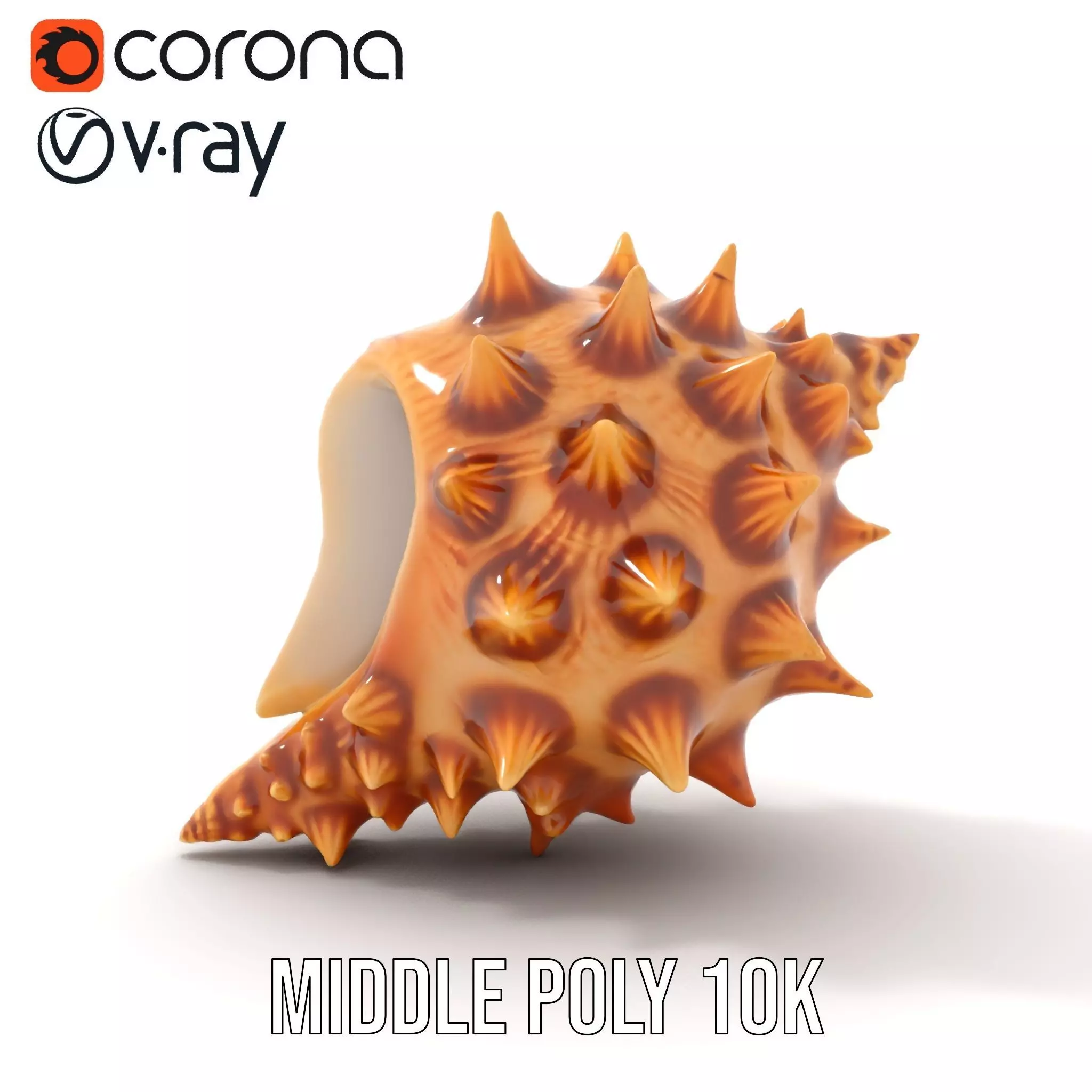 Spiny Conch Shell model pack Low-poly 3D model_14