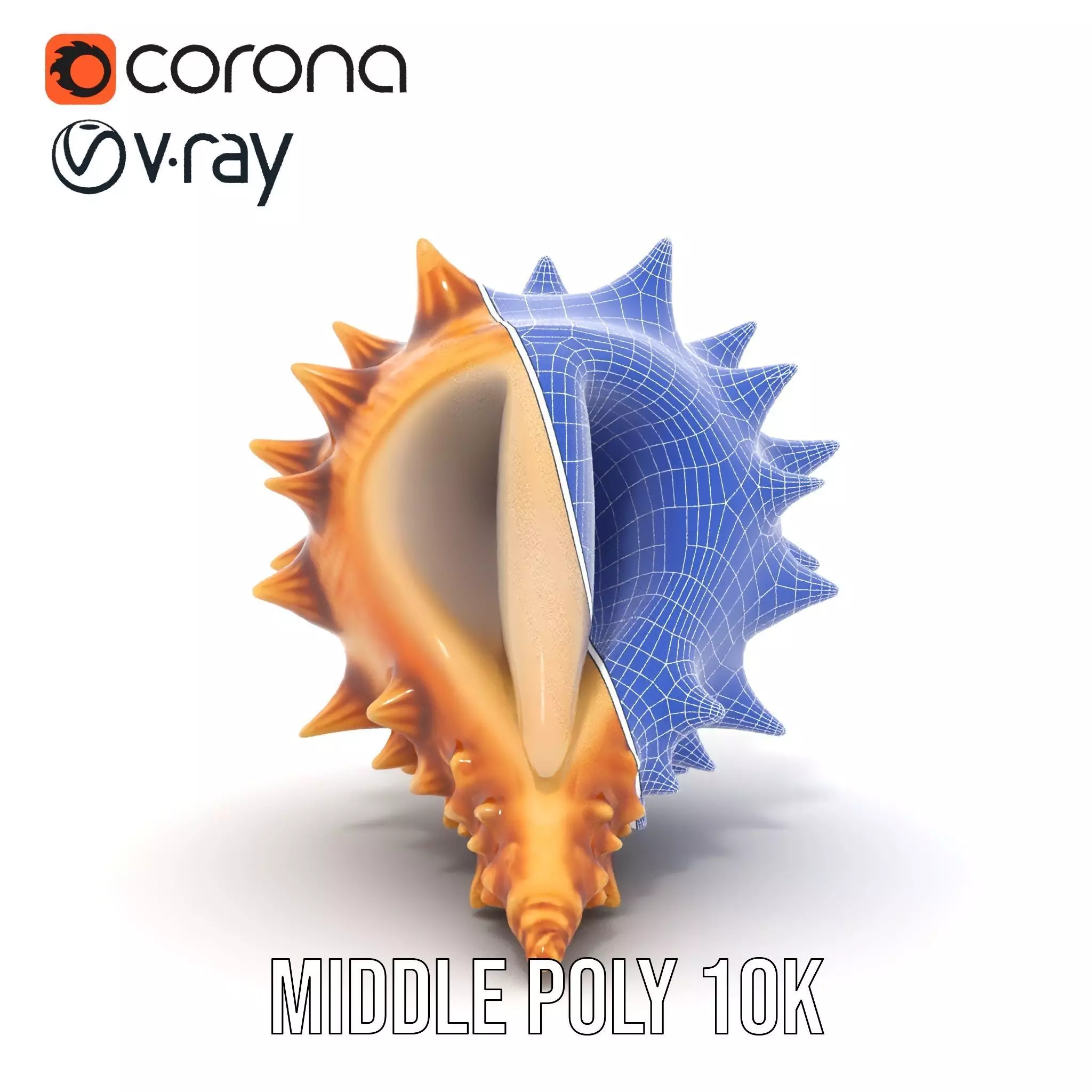 Spiny Conch Shell model pack Low-poly 3D model_30