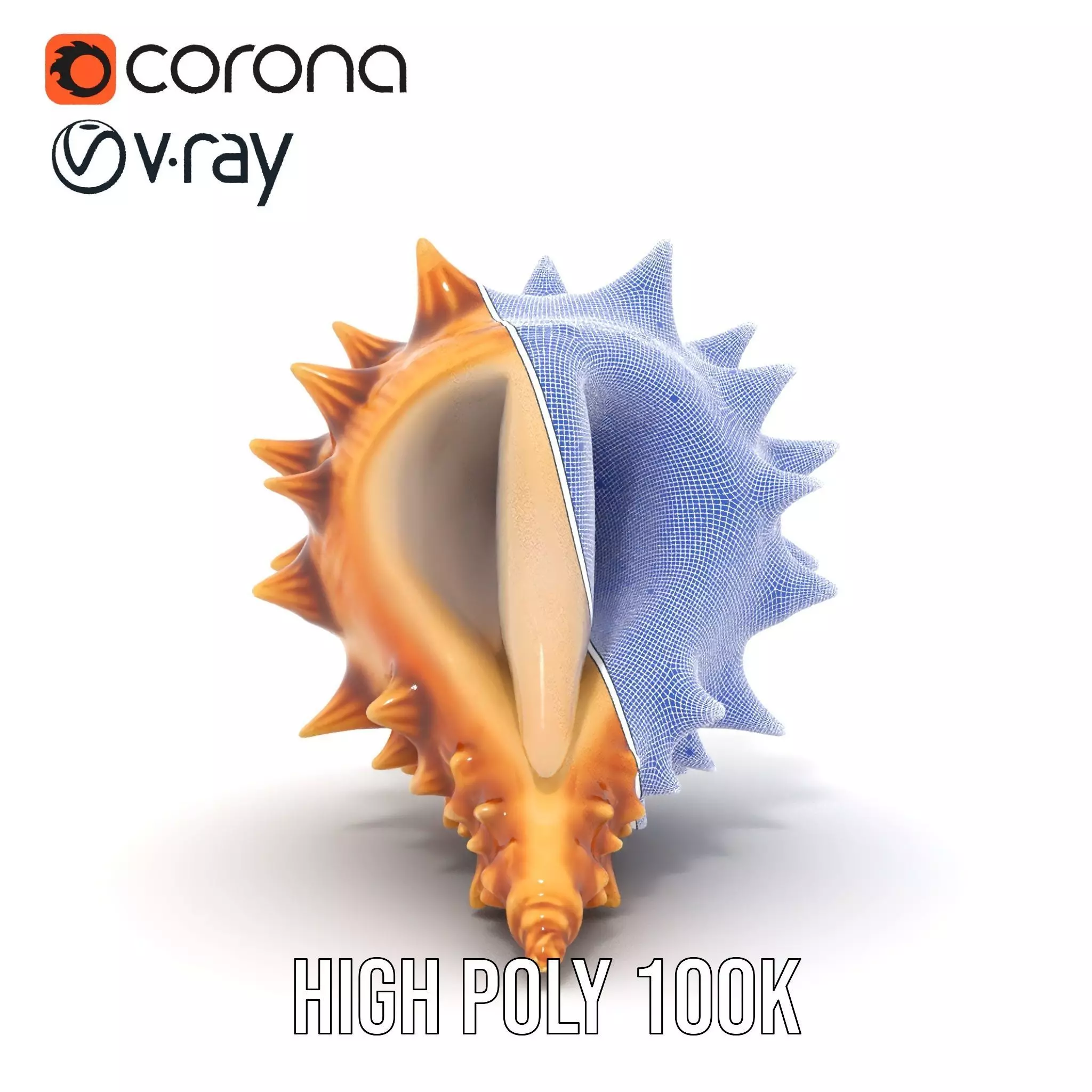 Spiny Conch Shell model pack Low-poly 3D model_35