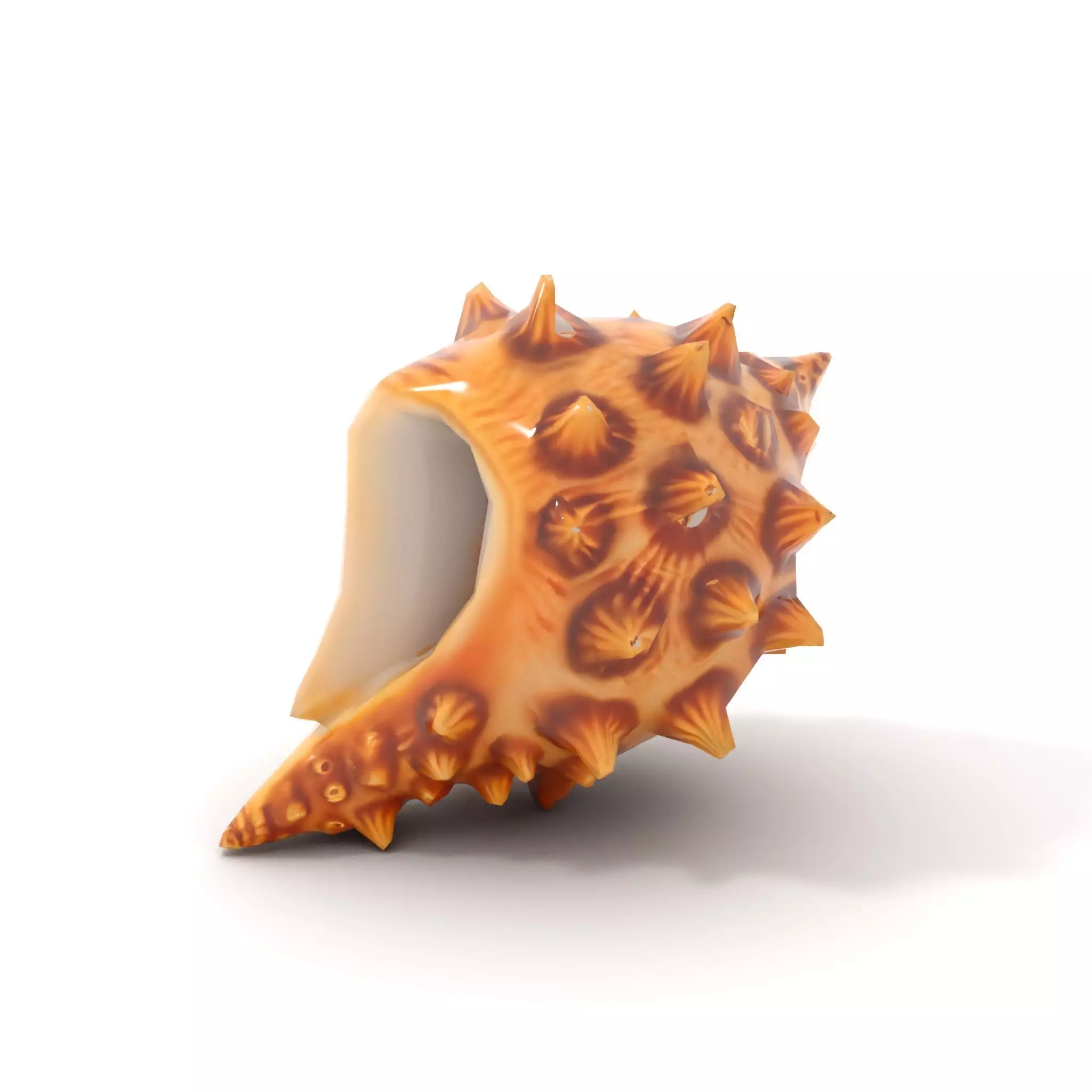 Spiny Conch Shell model pack Low-poly 3D model_13