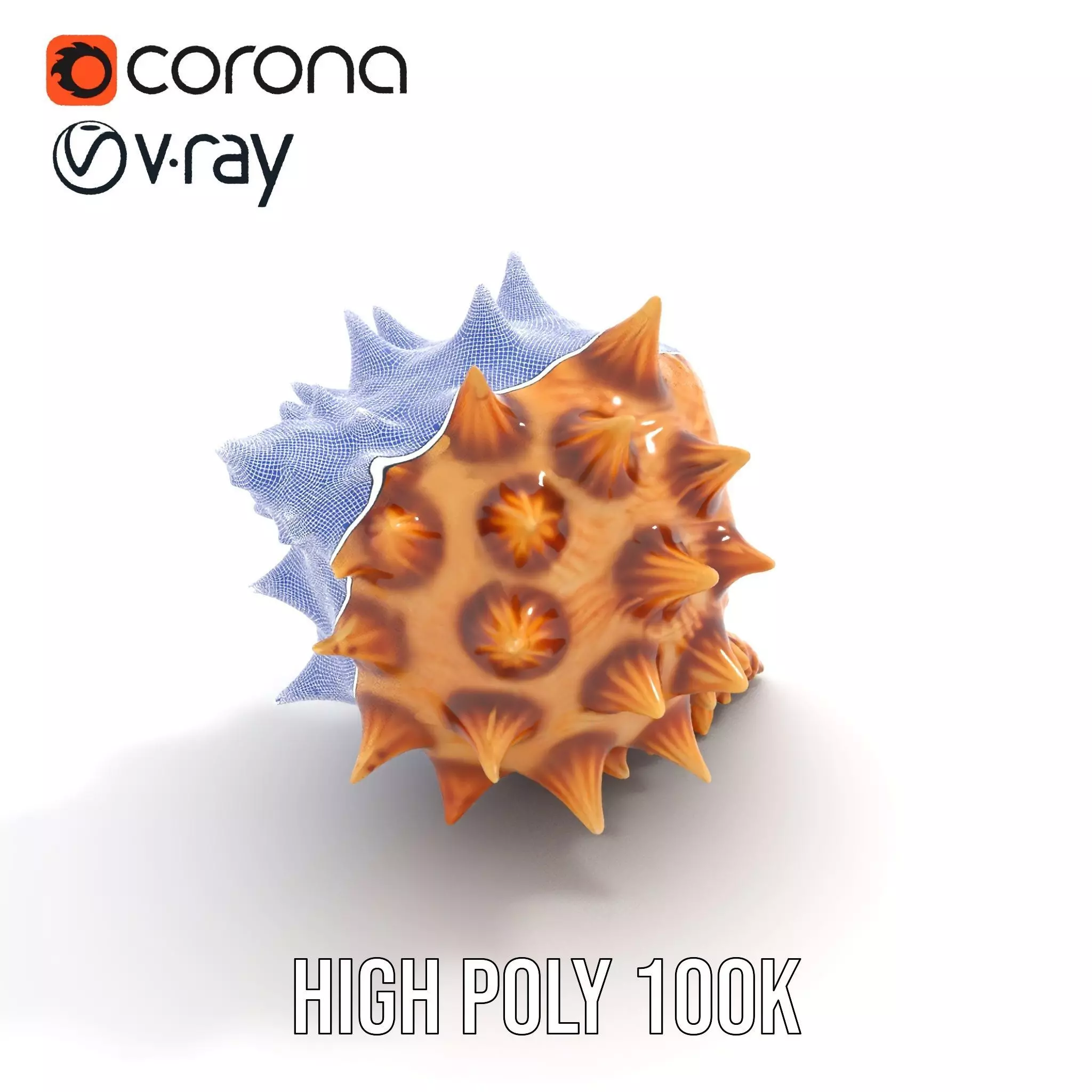 Spiny Conch Shell model pack Low-poly 3D model_32