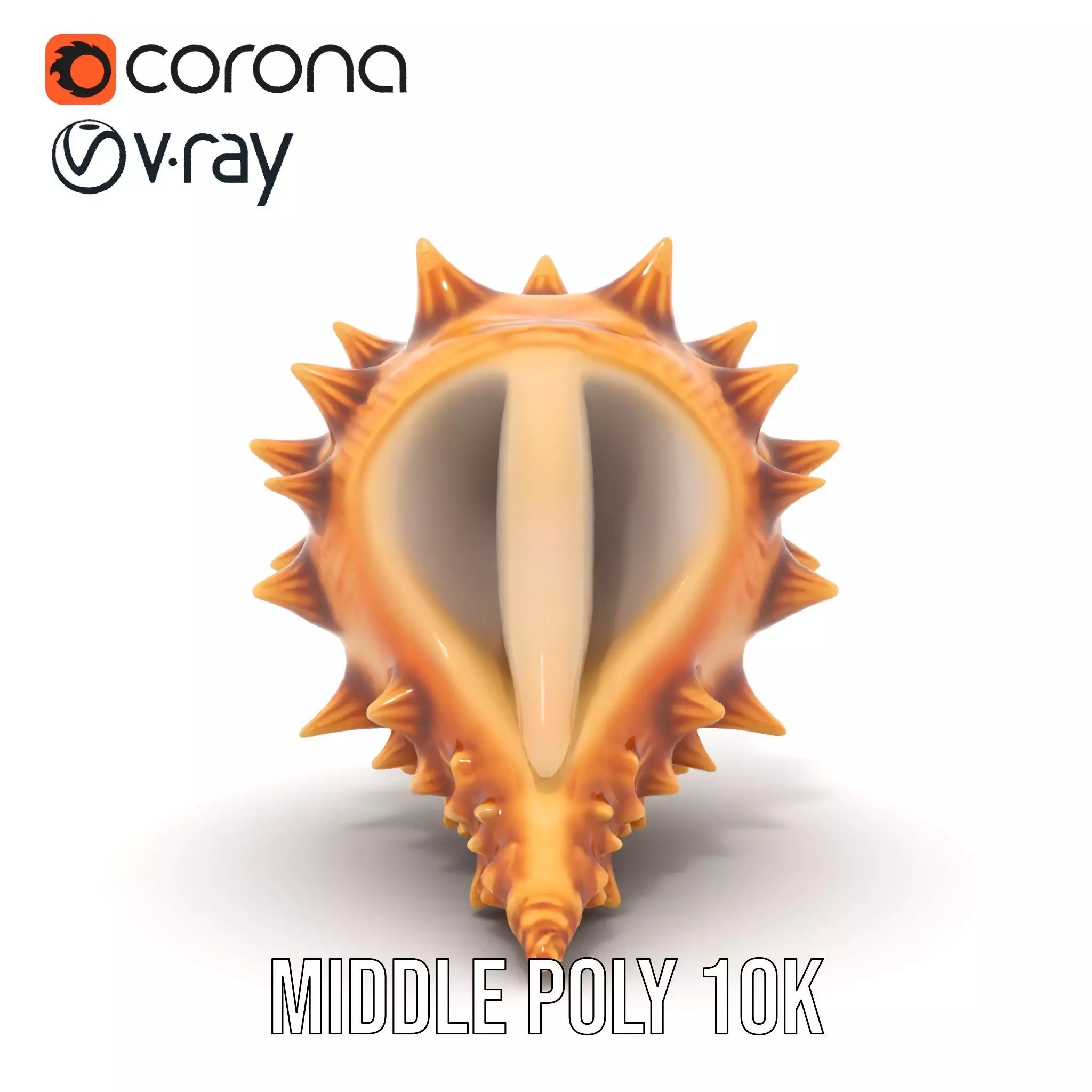 Spiny Conch Shell model pack Low-poly 3D model_19