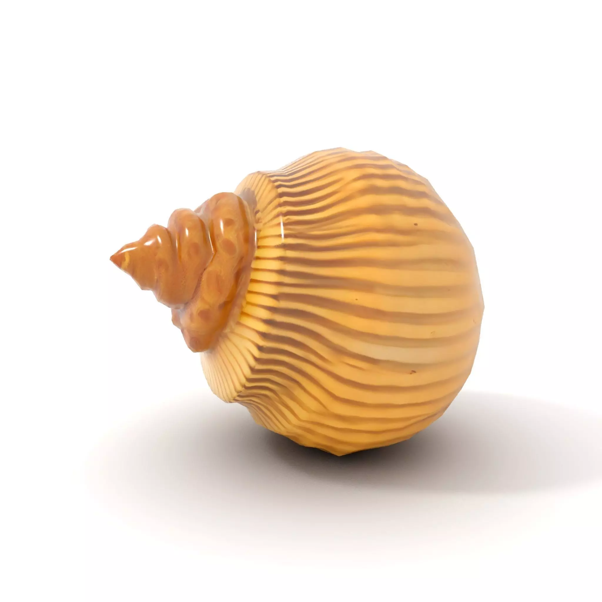 Elegant Seashell model pack Low-poly 3D model_10