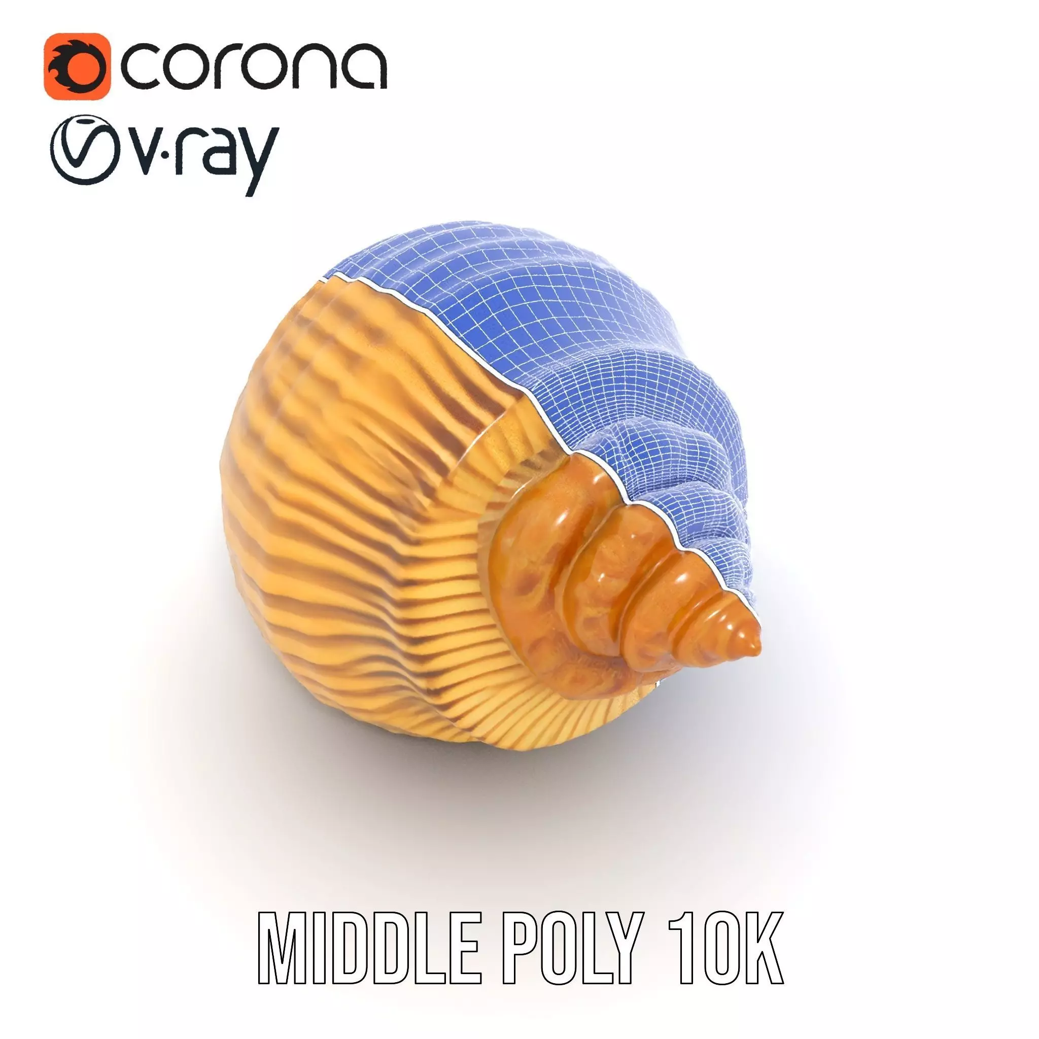 Elegant Seashell model pack Low-poly 3D model_28