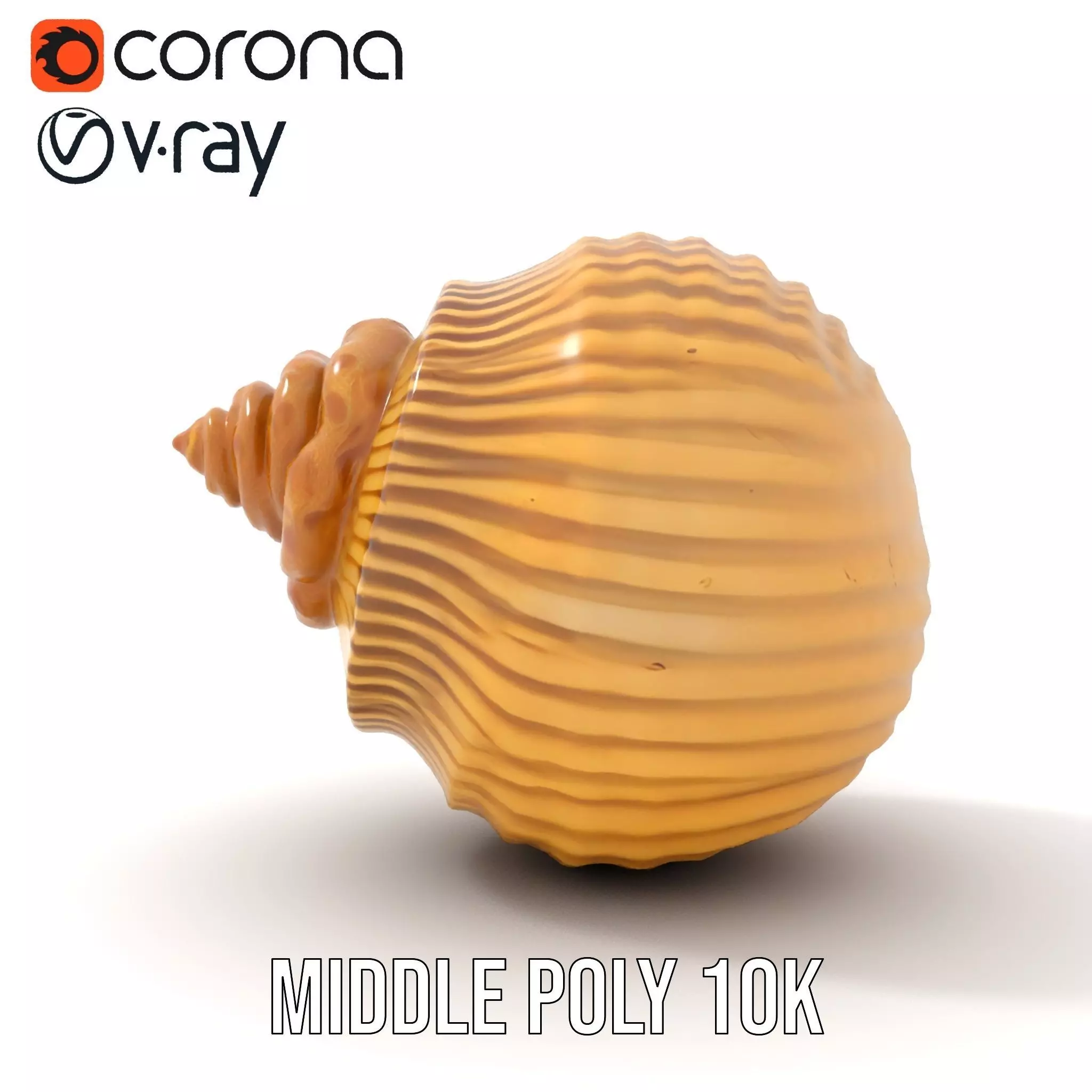 Elegant Seashell model pack Low-poly 3D model_14
