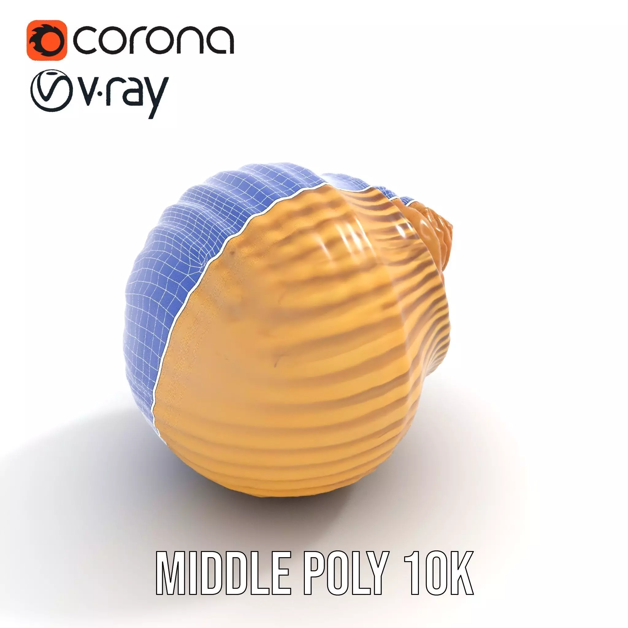 Elegant Seashell model pack Low-poly 3D model_25