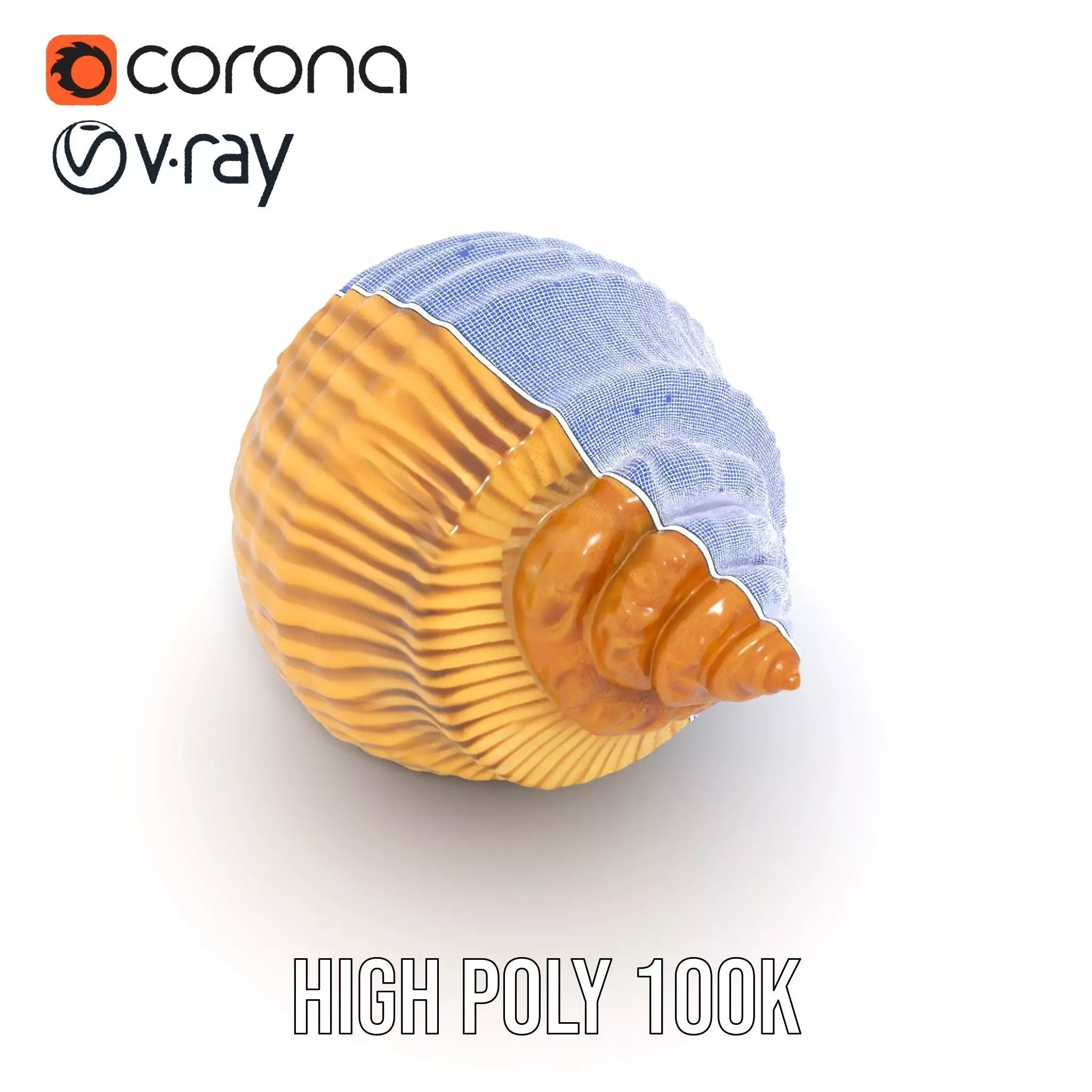 Elegant Seashell model pack Low-poly 3D model_30