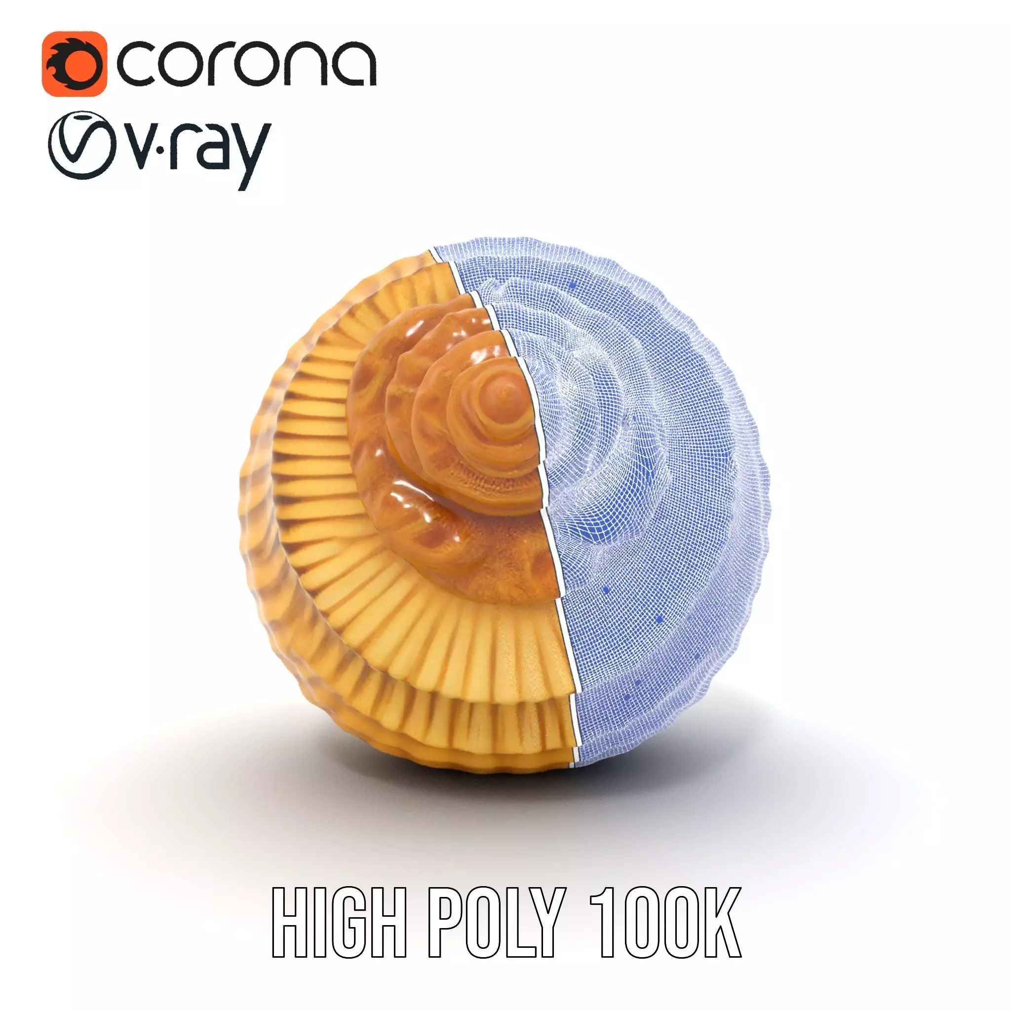 Elegant Seashell model pack Low-poly 3D model_35