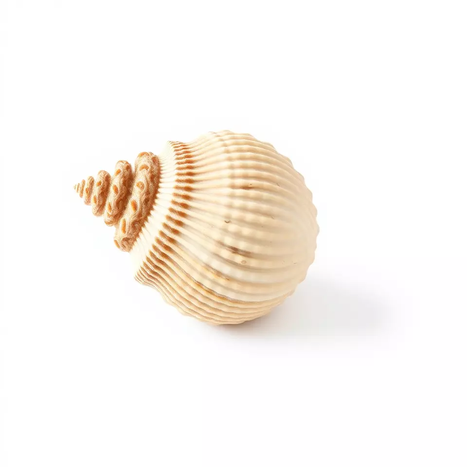 Elegant Seashell model pack Low-poly 3D model_3